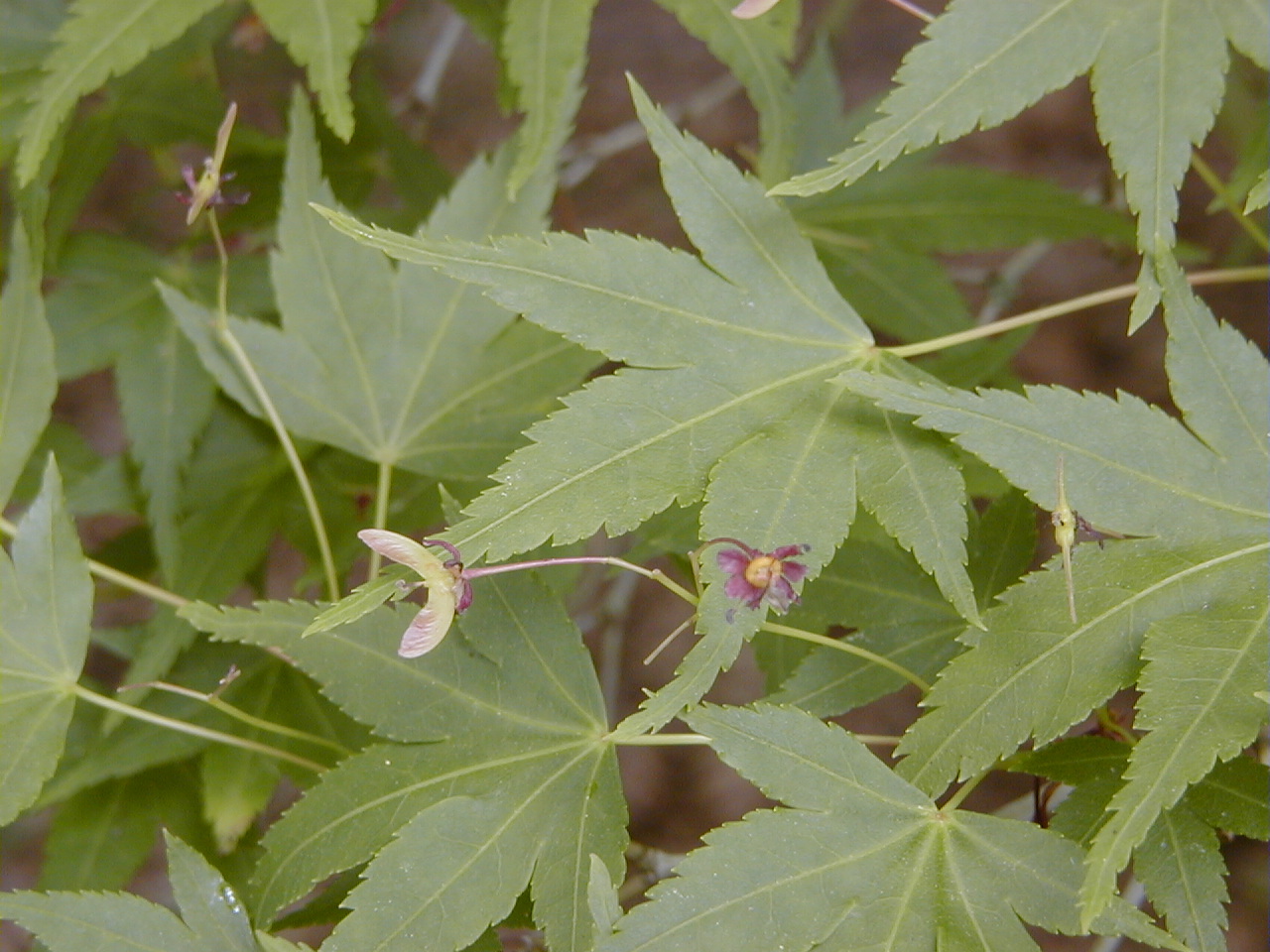 Acer_palmatum