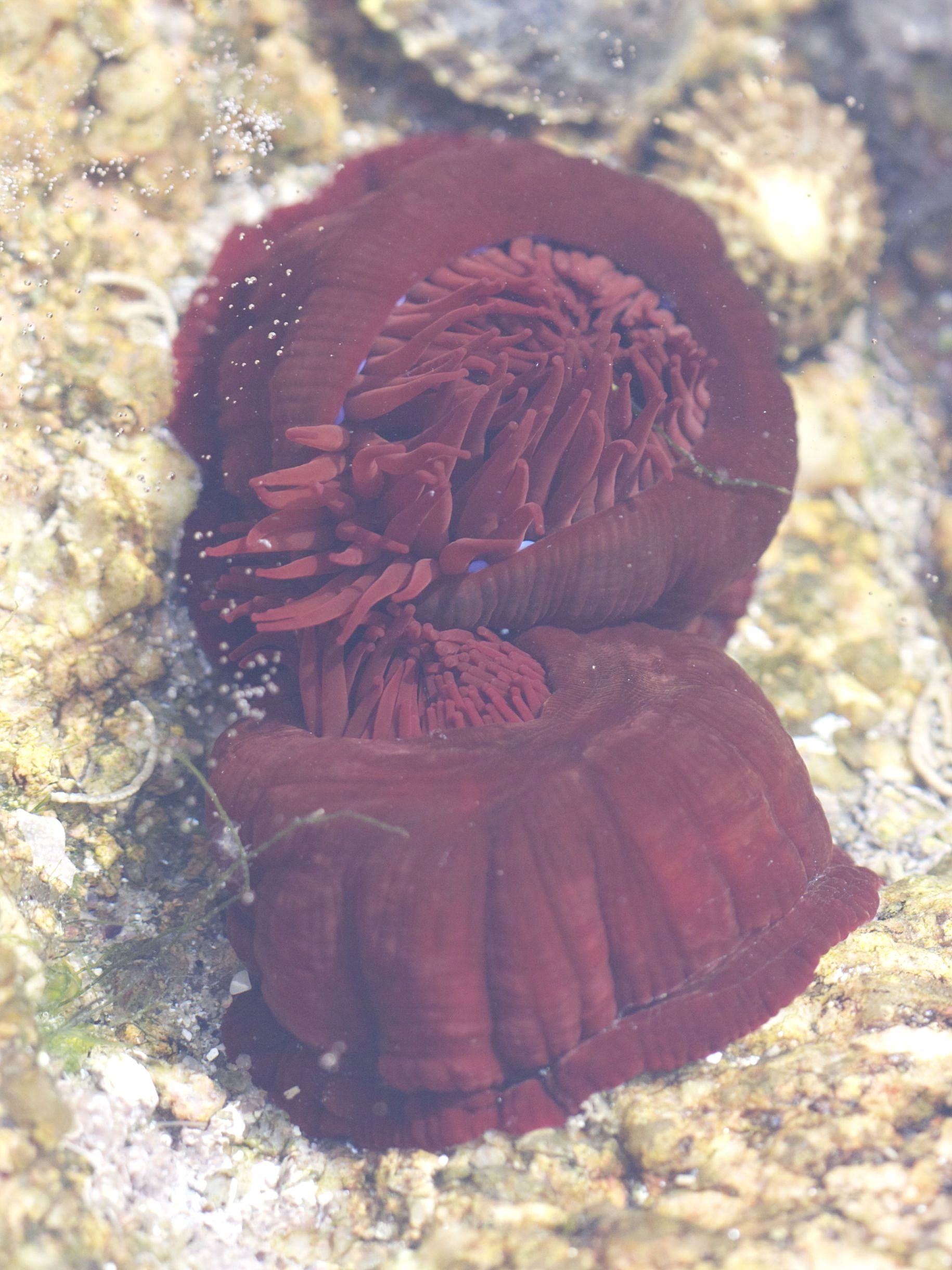 actinia_equina3abd