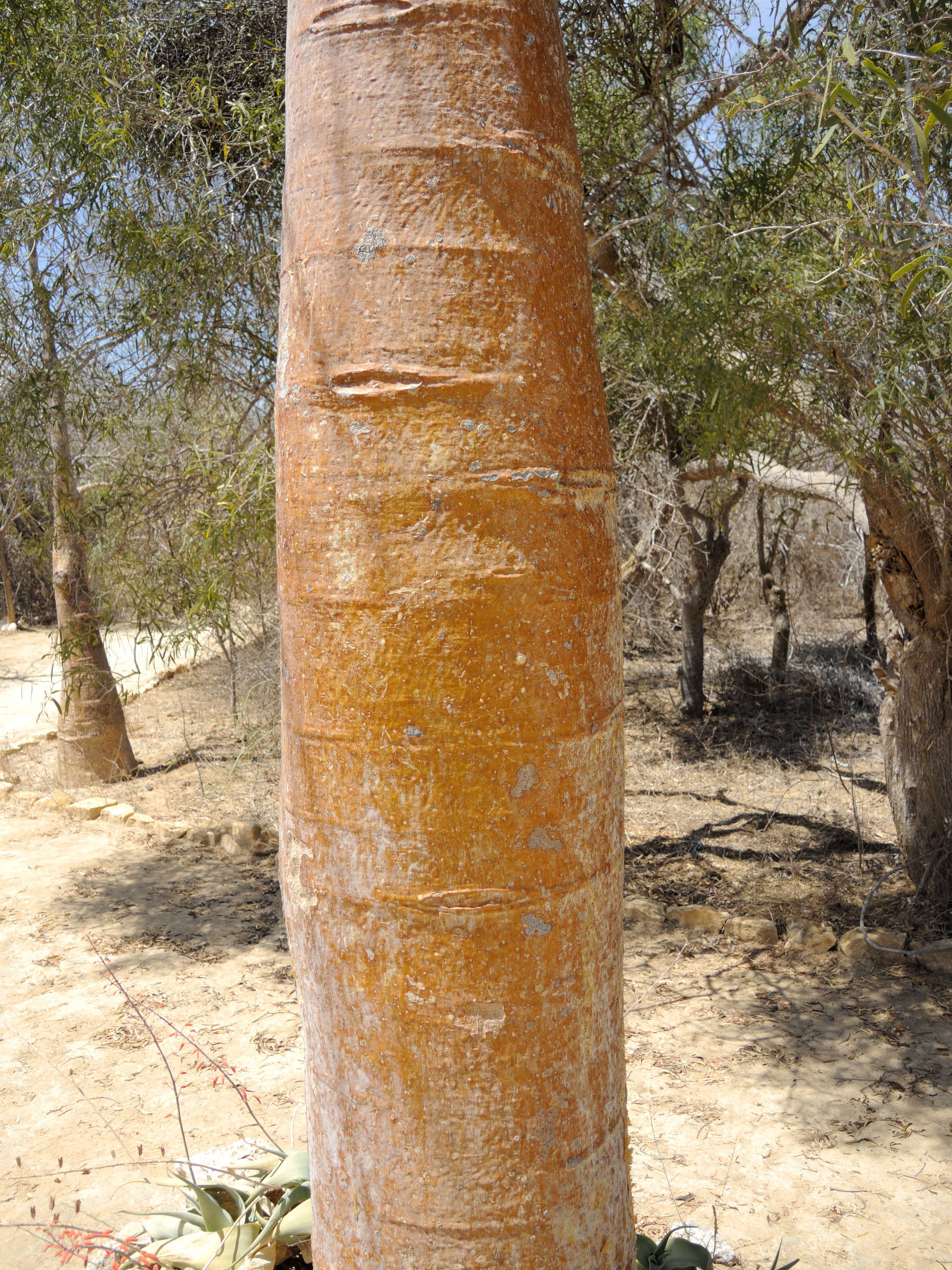 adansonia_rubrostipa2md