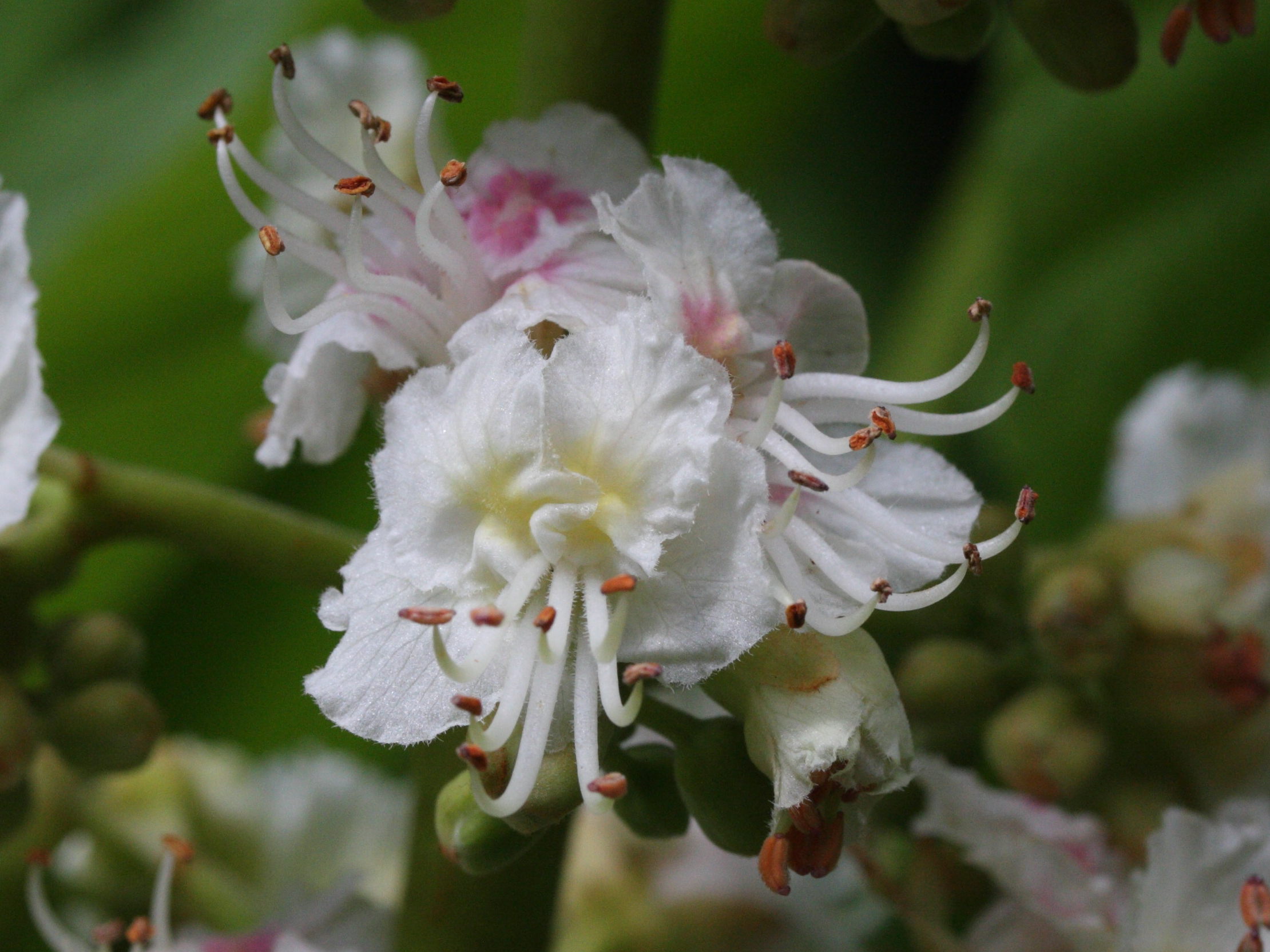 Afficher le média aesculus_hippocastanum5amd aesculus_hippocastanum5amd