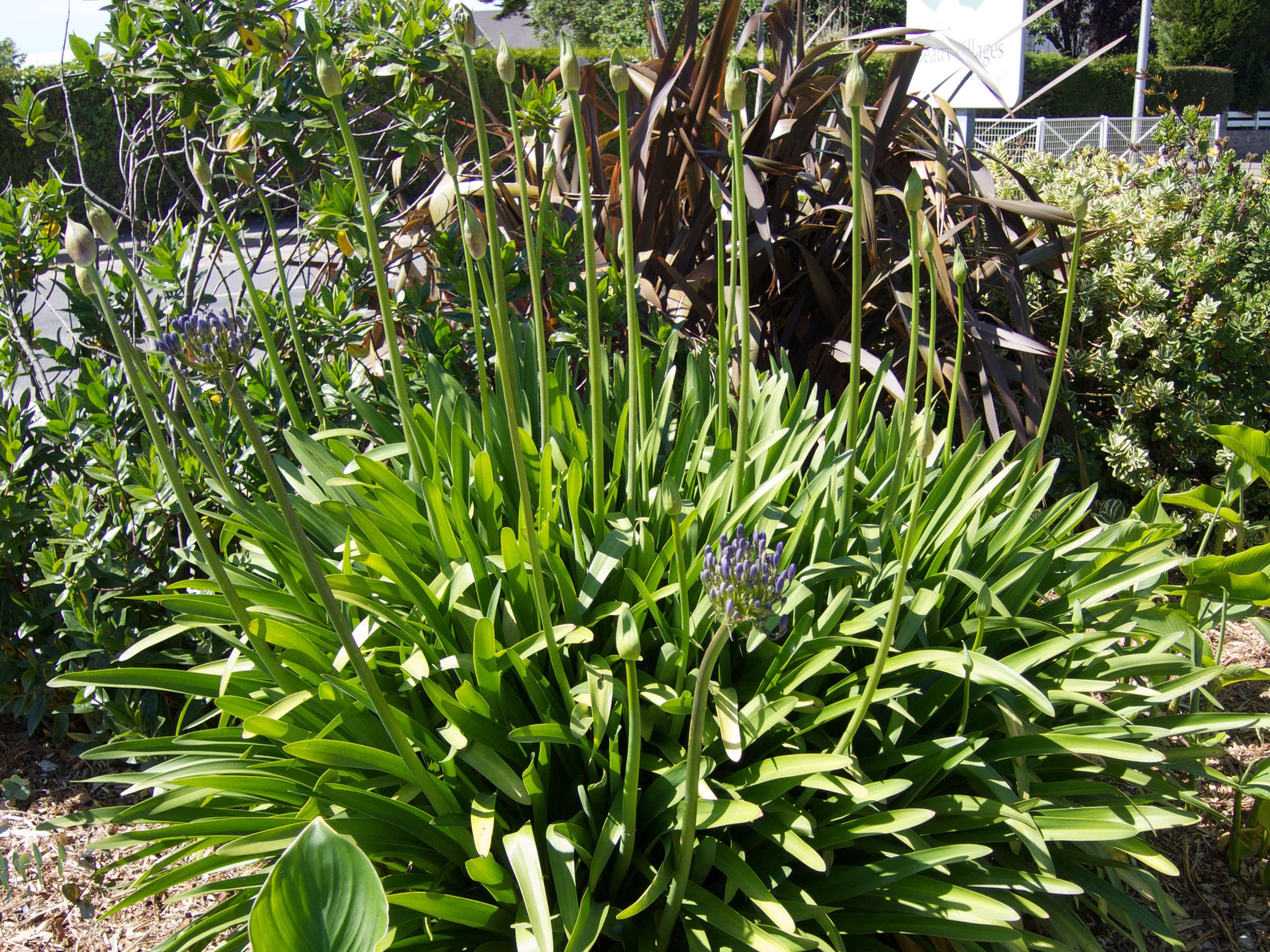 agapanthus_praecox1md