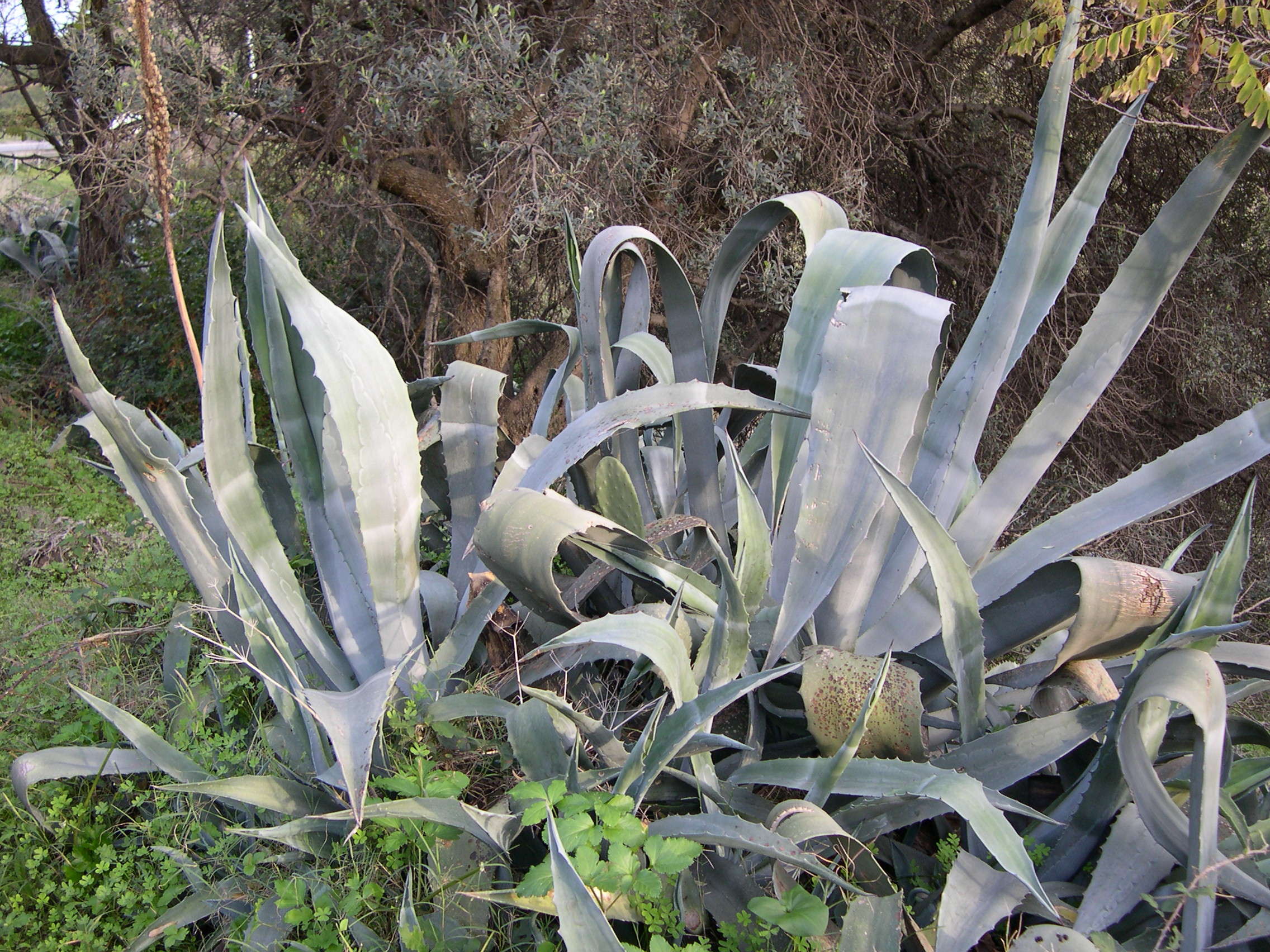 agave_americana4md