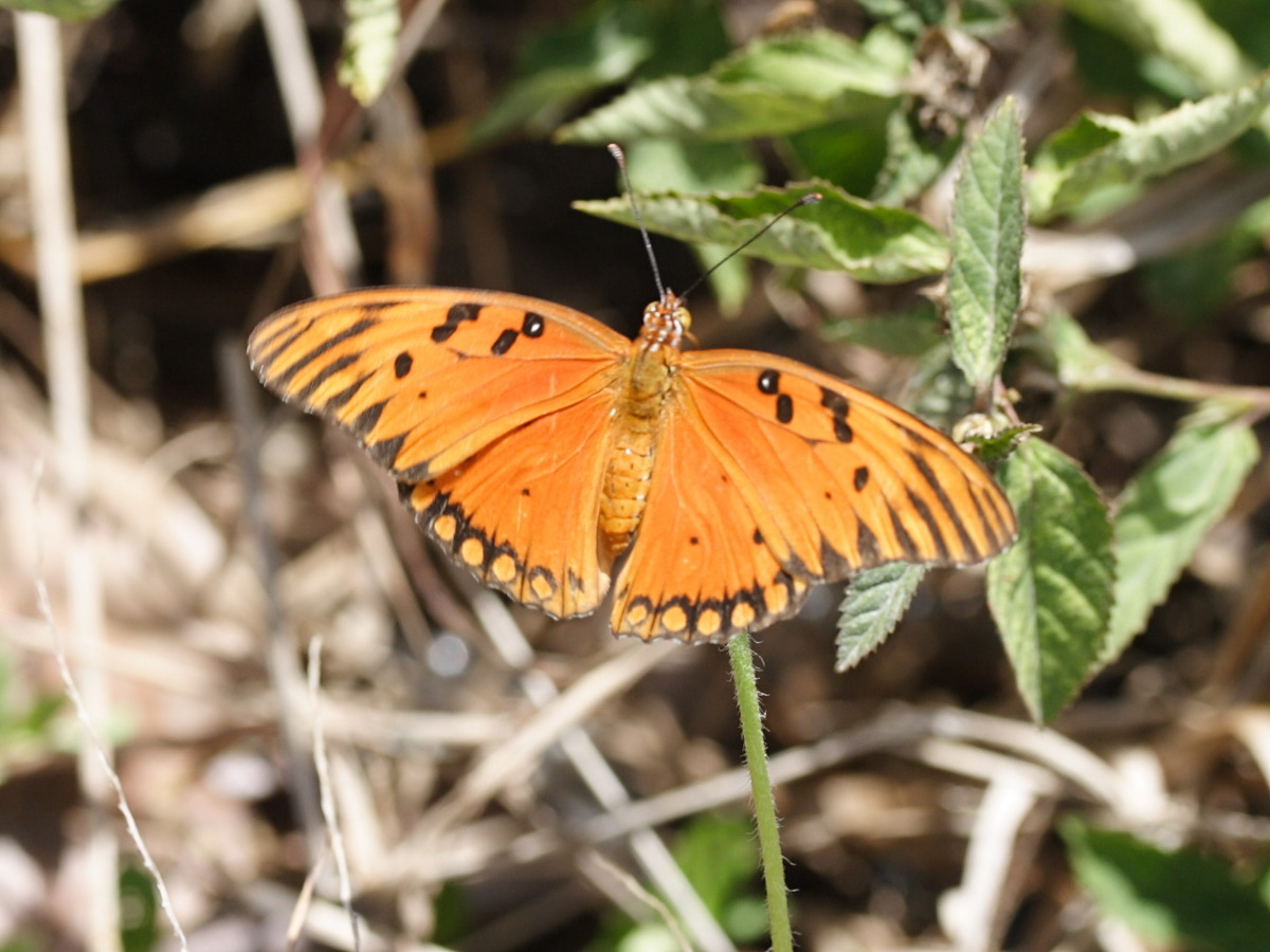 Agraulis_vanillae ssp. vanillae