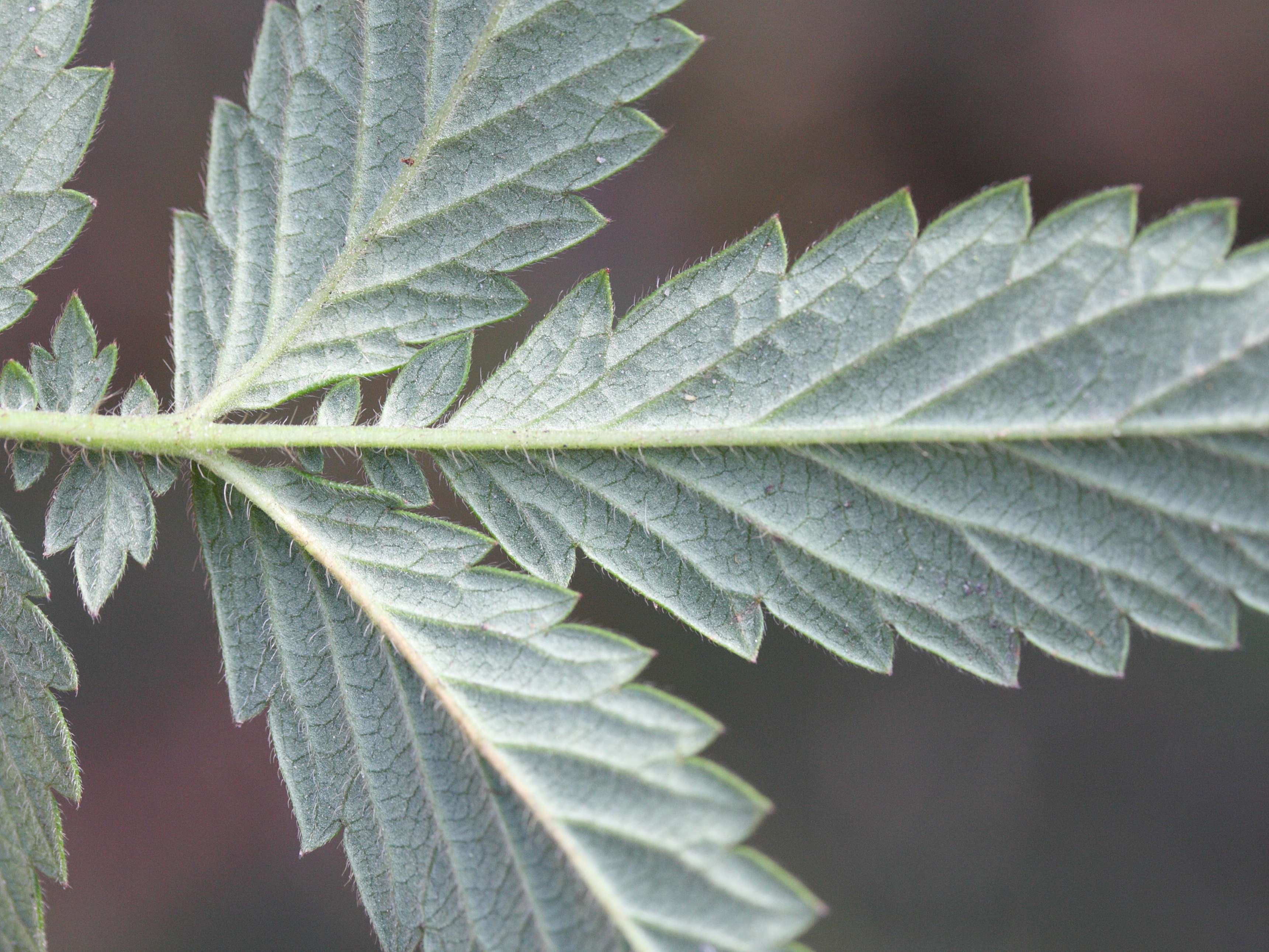 agrimonia_procera4md