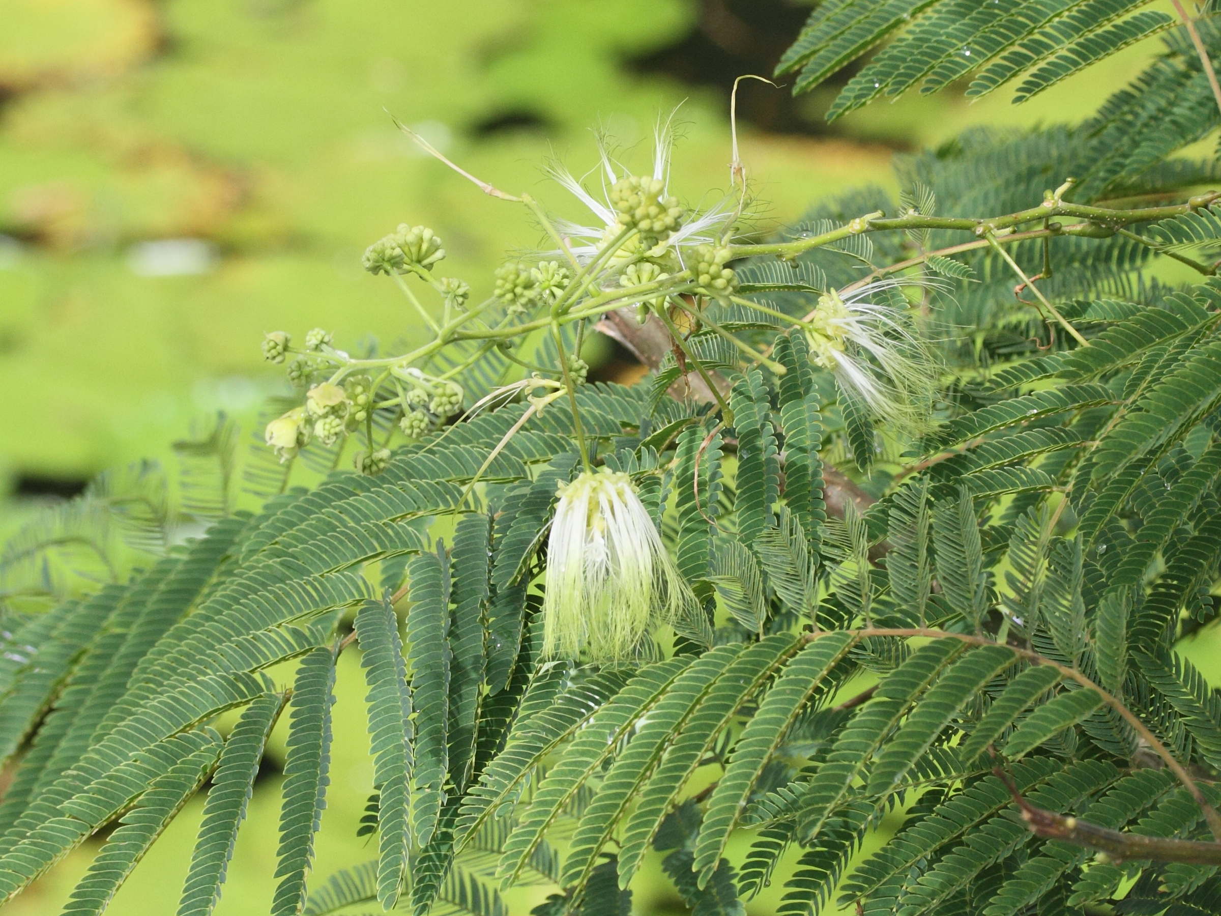 albizia_chinensis3md