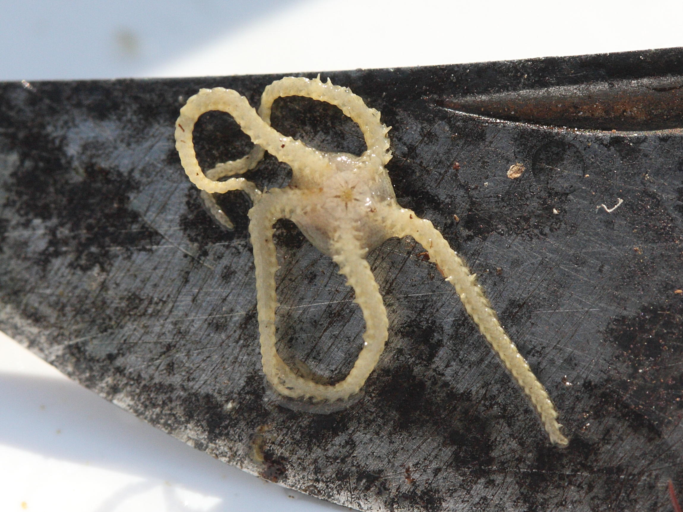 Afficher le média amphipholis_squamata4md amphipholis_squamata4md