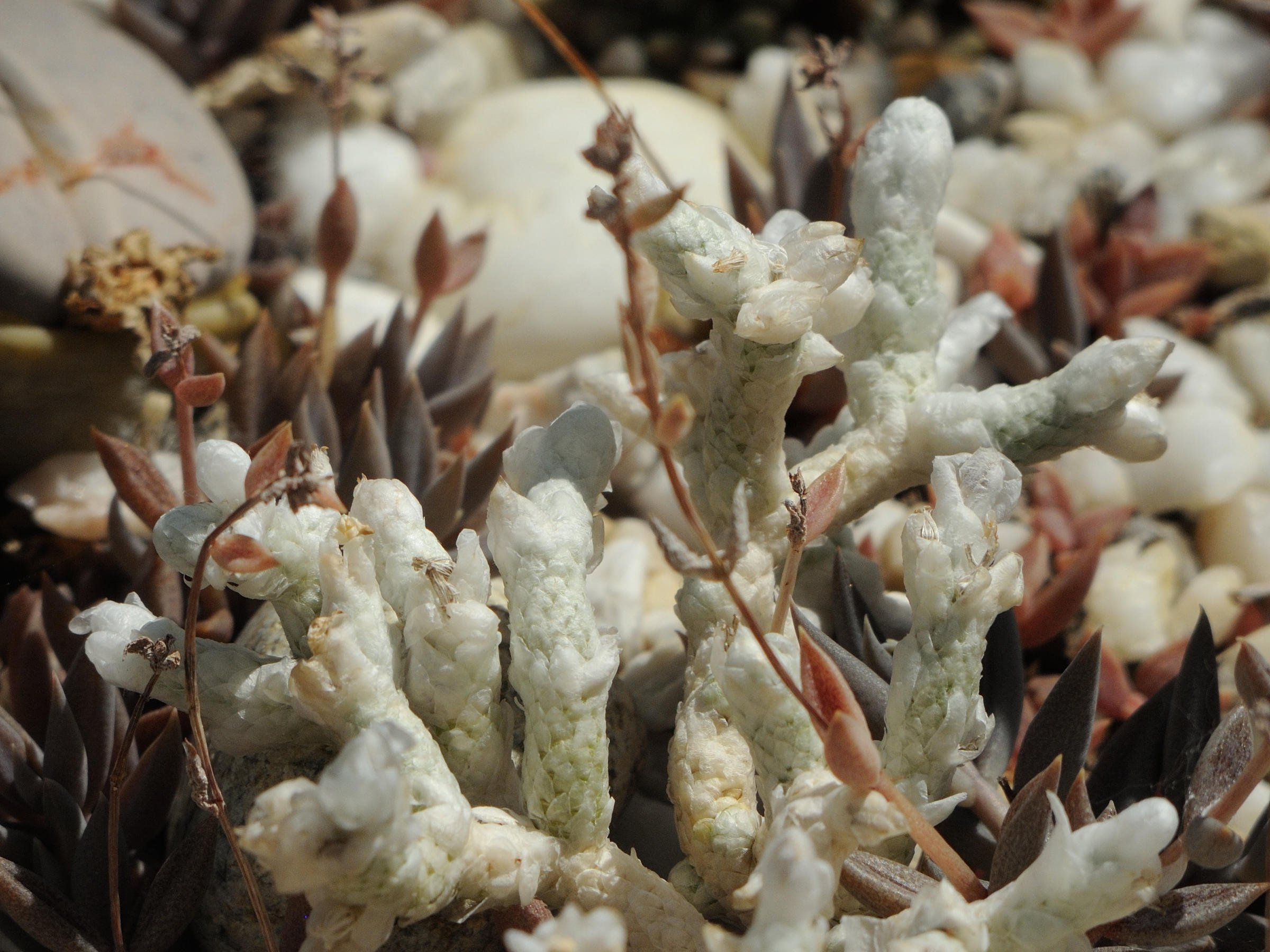 Afficher le média anacampseros_albissima2md anacampseros_albissima2md