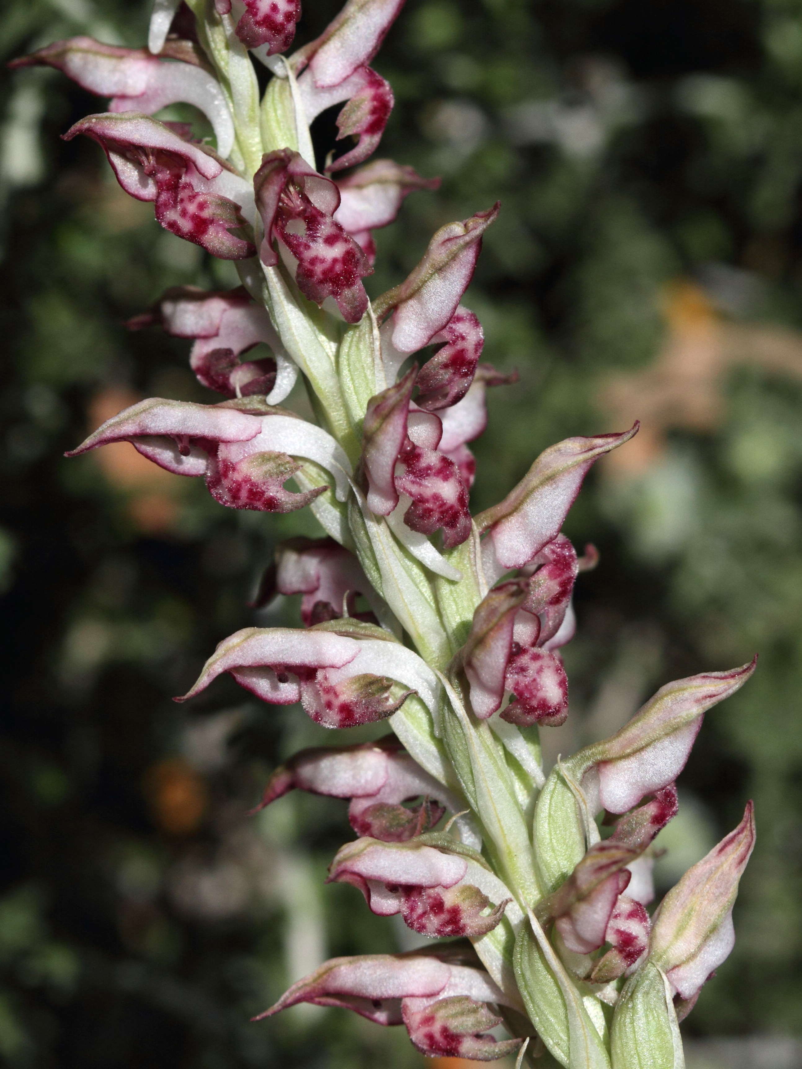 anacamptis_fragrans2bd