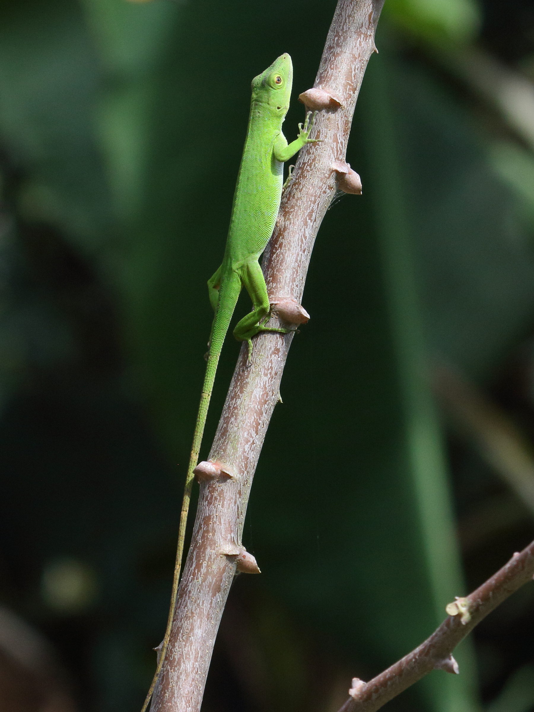 anolis_biporcatus1bd