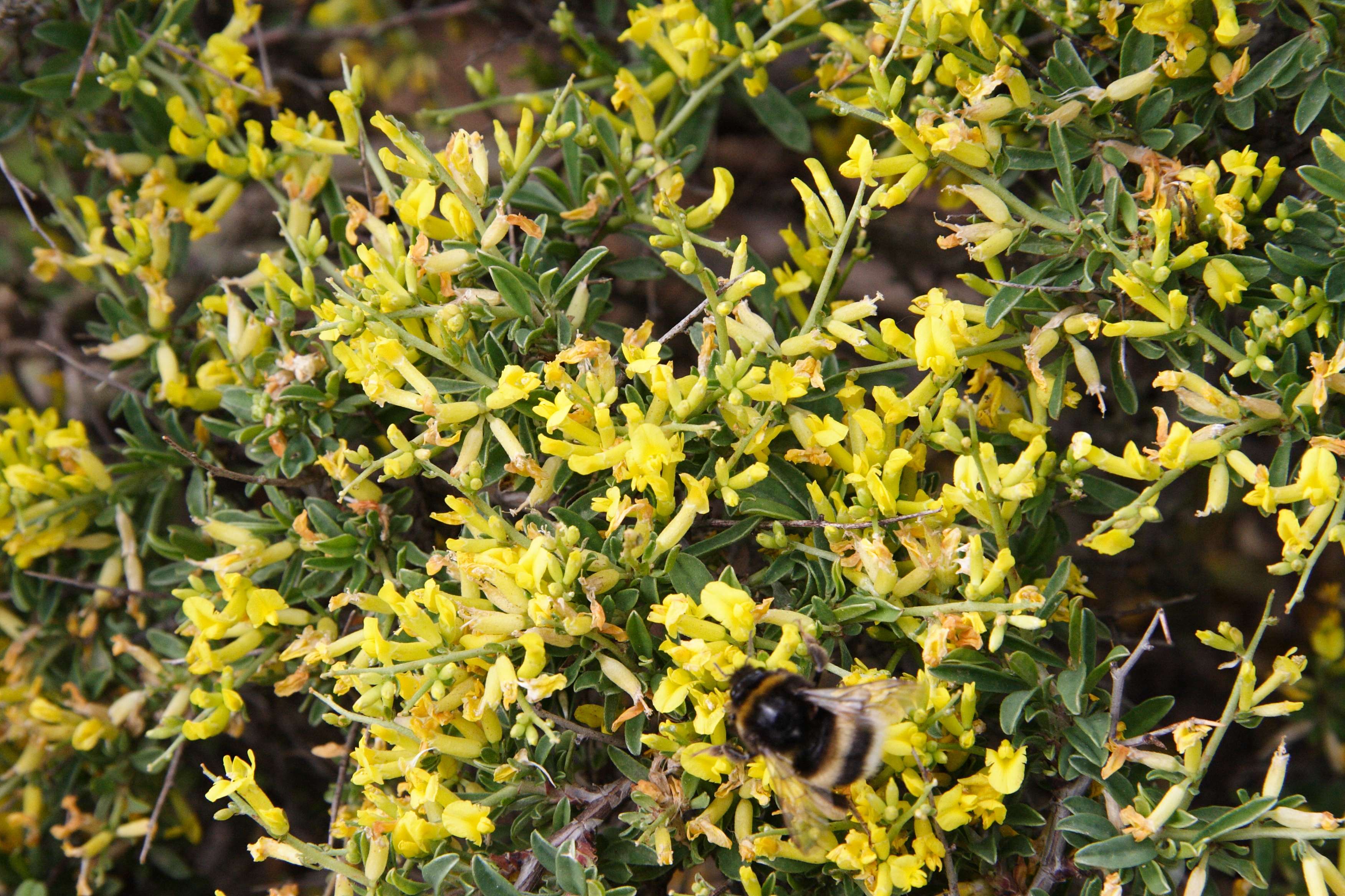 Afficher le média anthyllis_hermanniae2md anthyllis_hermanniae2md