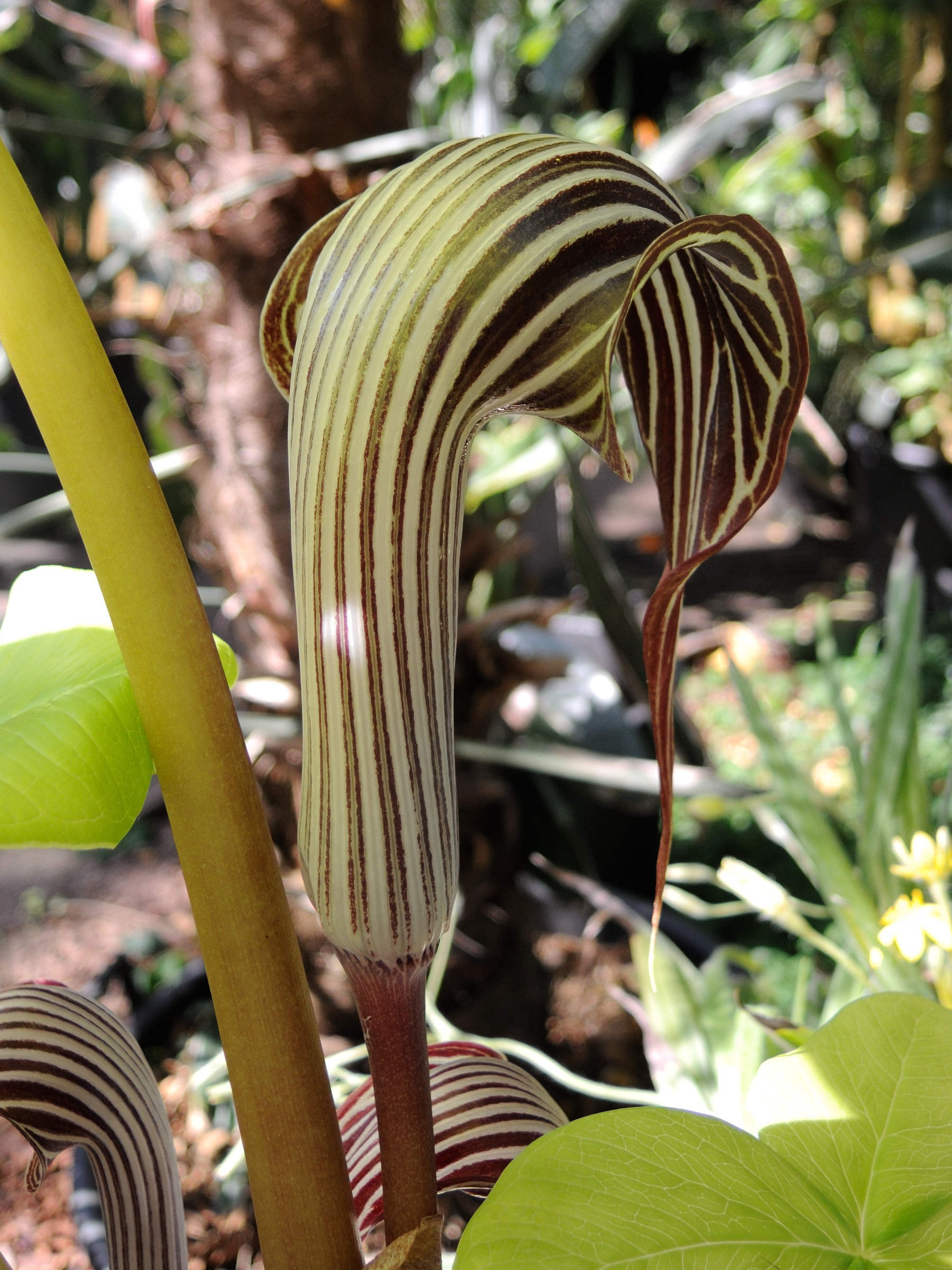 arisaema_fargesii1md