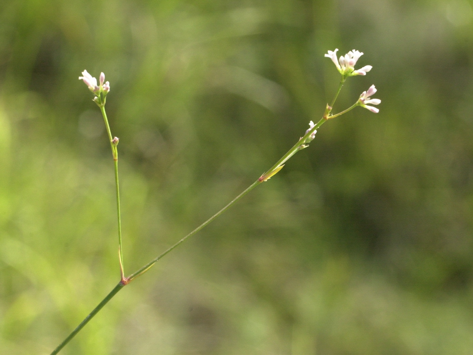 Afficher le média asperula_cynanchica4md asperula_cynanchica4md