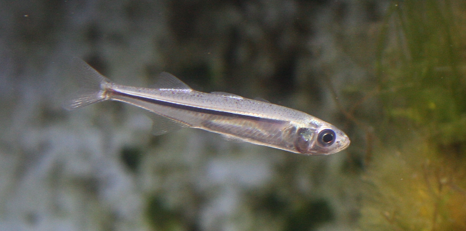 Afficher le média atherina_boyeri1md atherina_boyeri1md