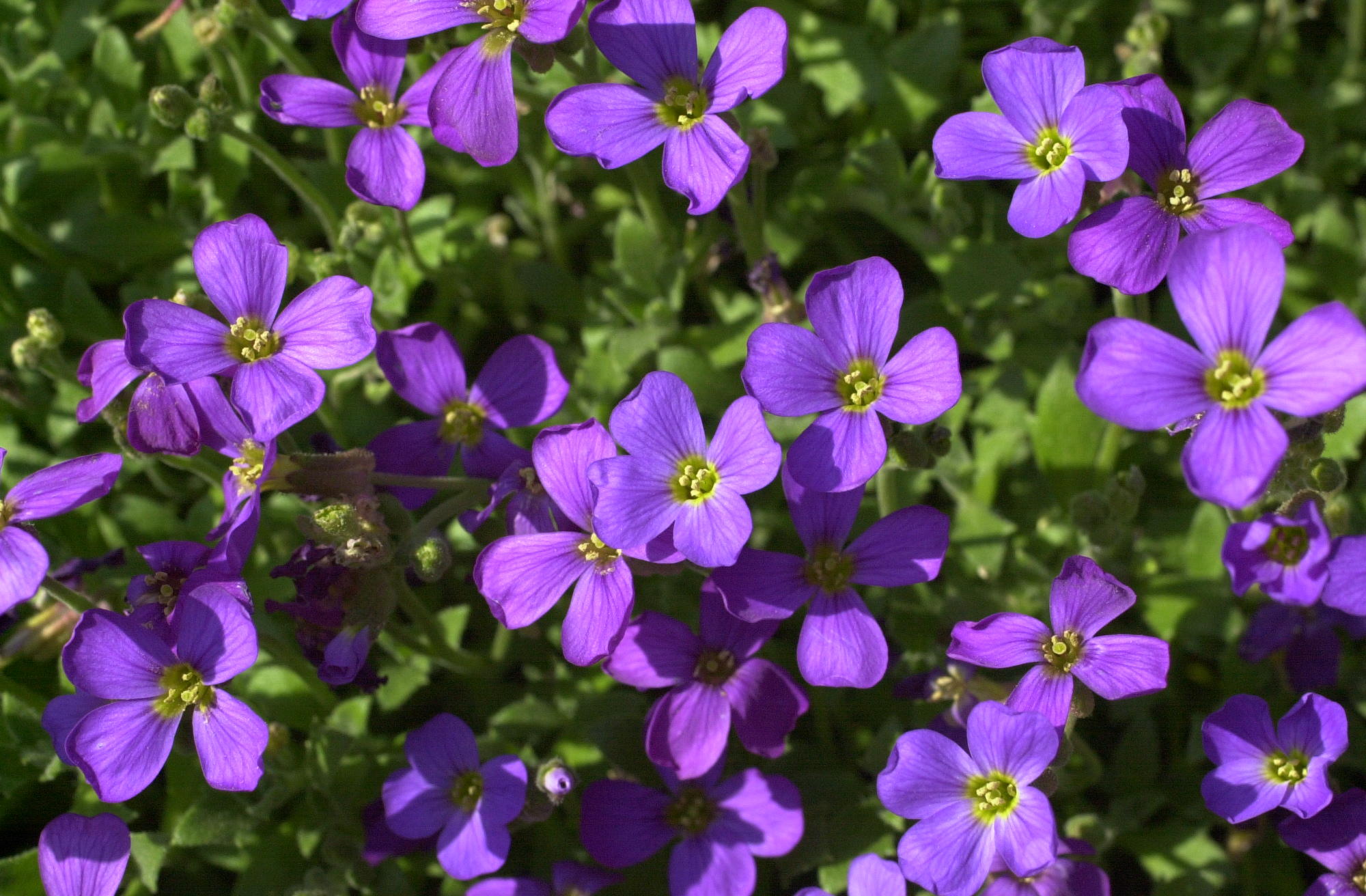 Afficher le média aubrieta_deltoidea1md aubrieta_deltoidea1md