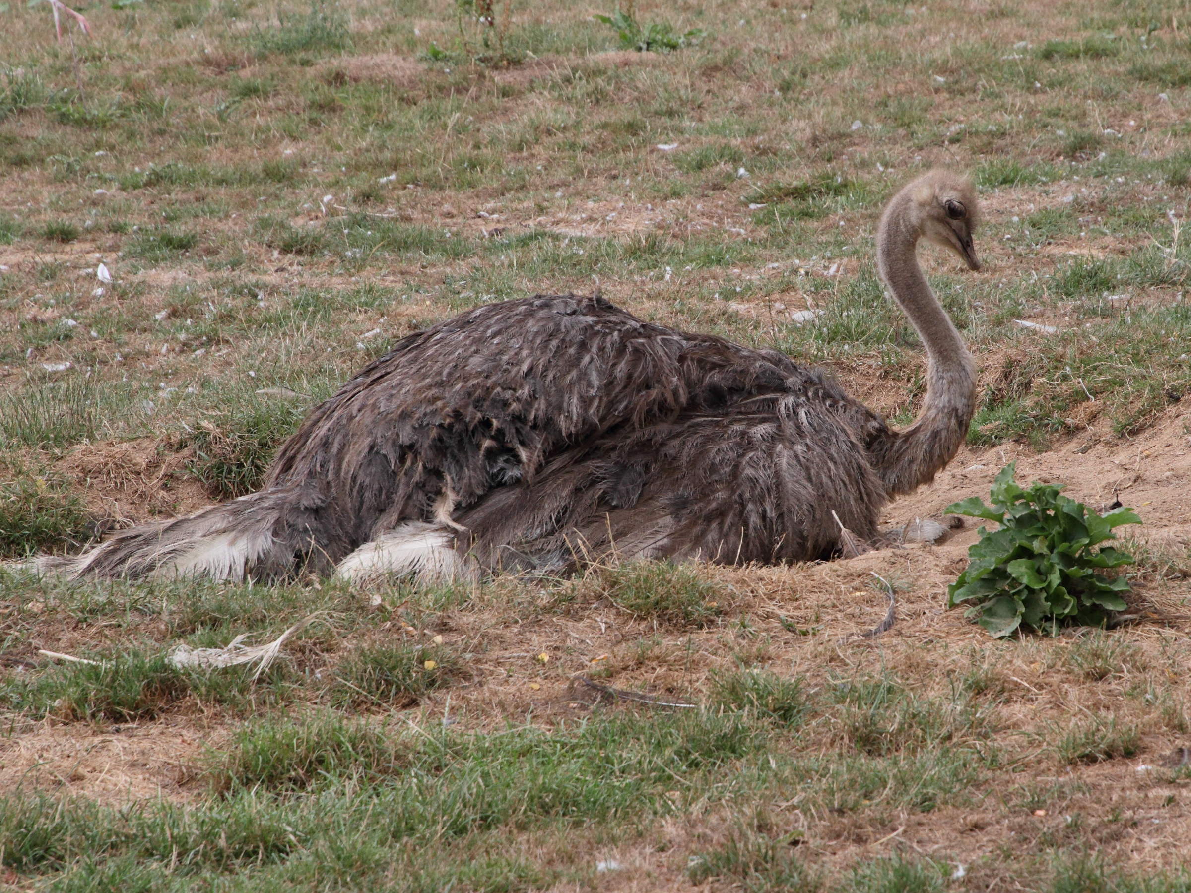 autruche_d-afrique_-_struthio_camelus8md