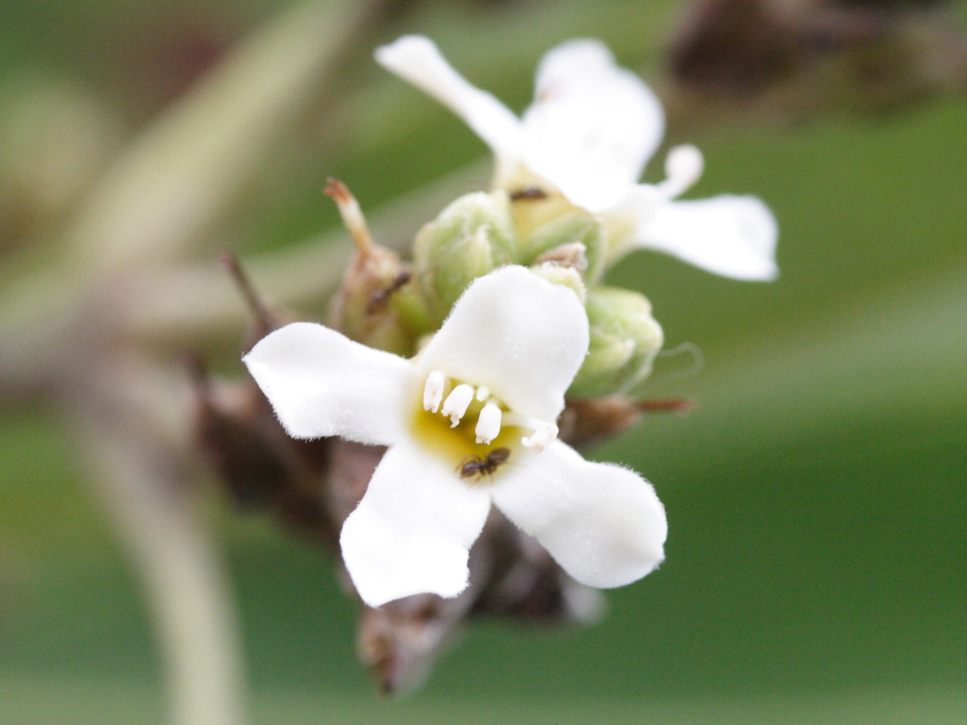 avicennia_germinans2md