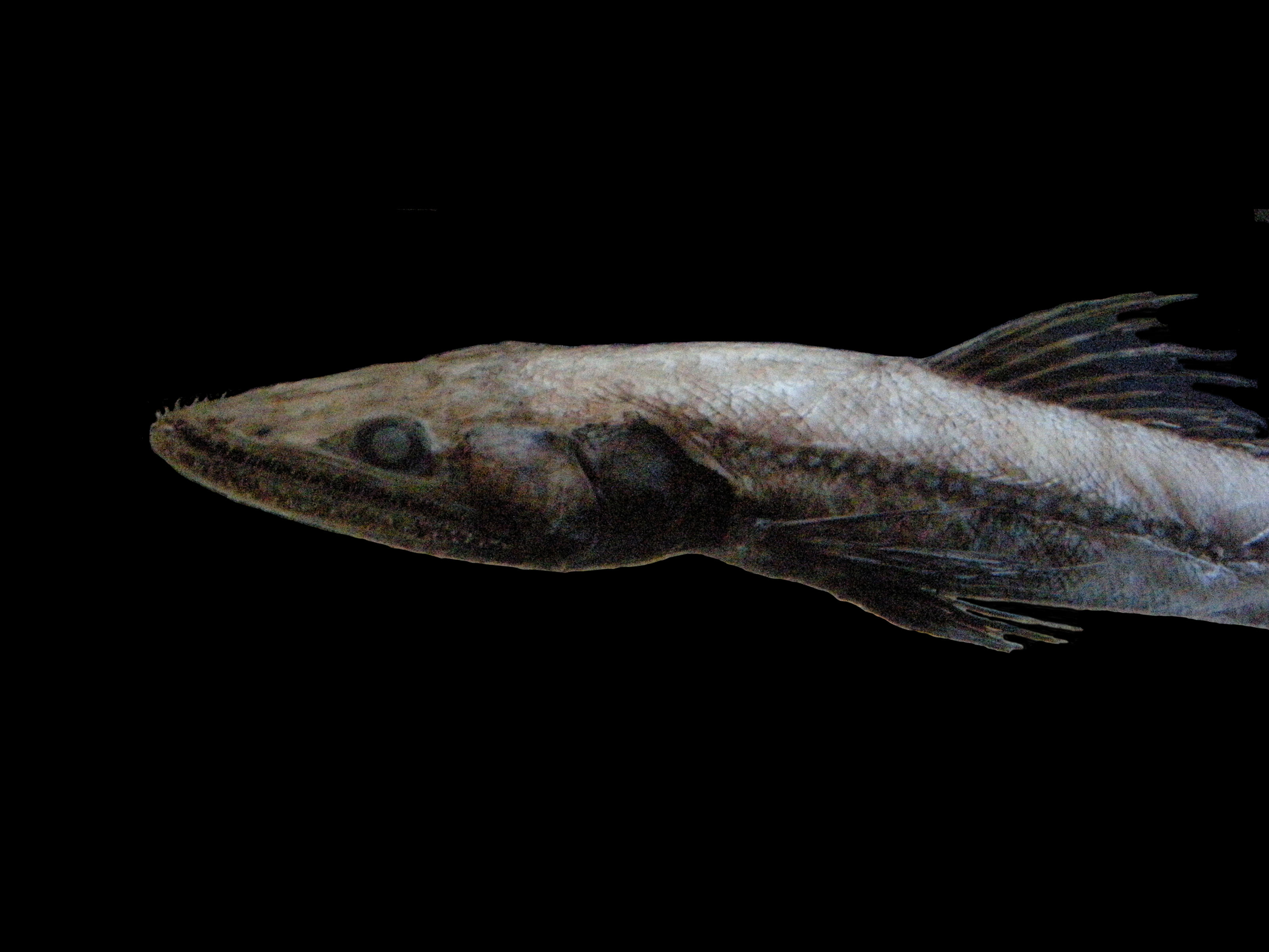 Afficher le média bathysaurus_ferox2md bathysaurus_ferox2md