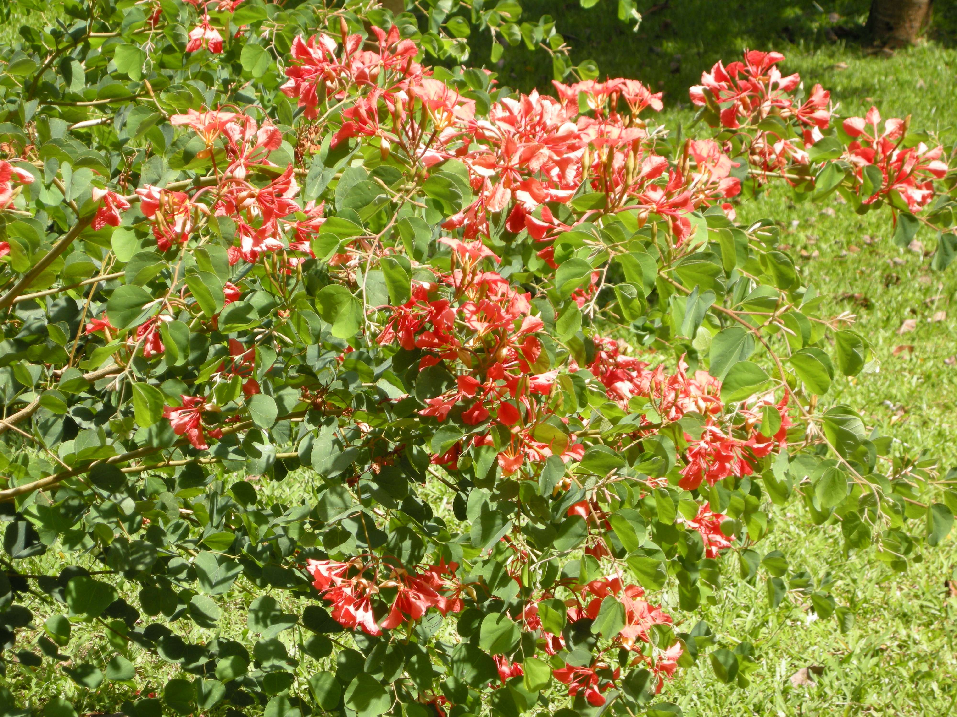 Afficher le média bauhinia_galpinii2md bauhinia_galpinii2md