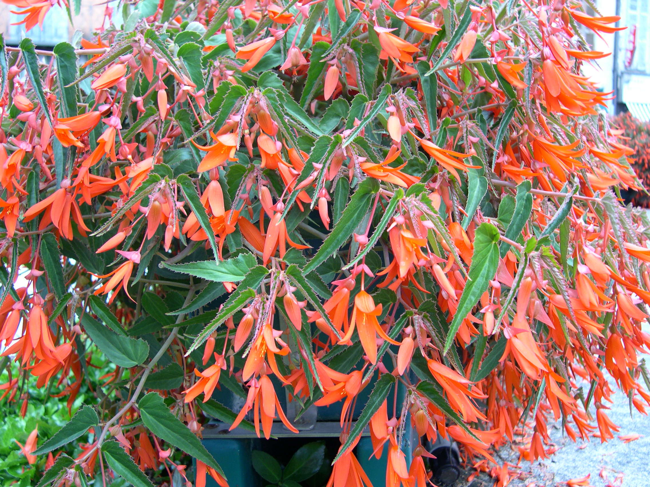 begonia_boliviensis1md