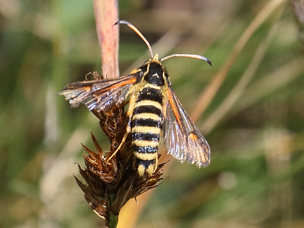 bembecia_scopigera1bd