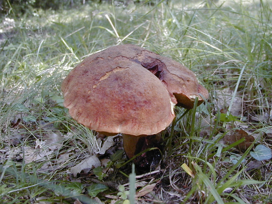 boletus_erythropus2md