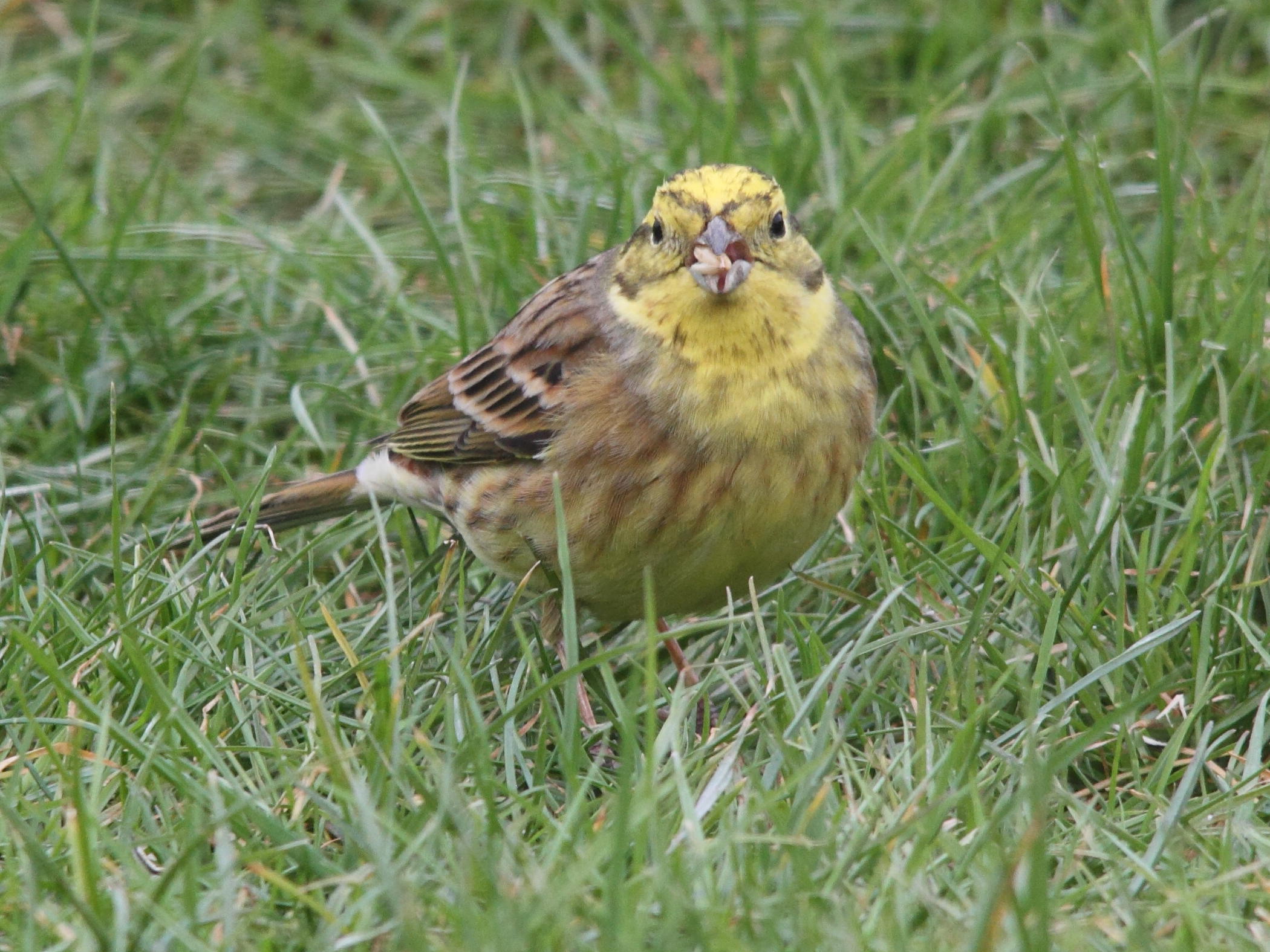 bruant_jaune_-_emberiza_citrinella6md