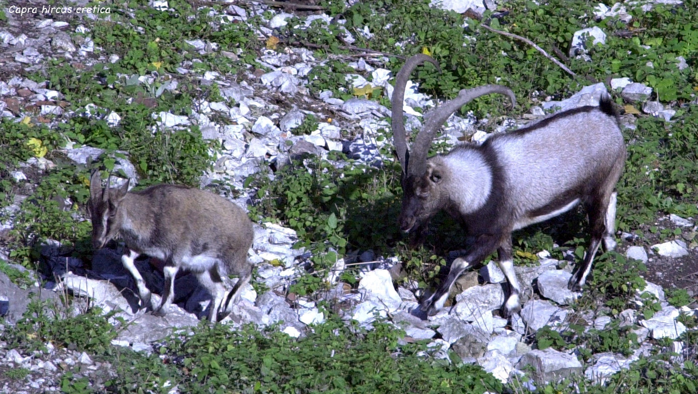 capra_hircus_cretica1md