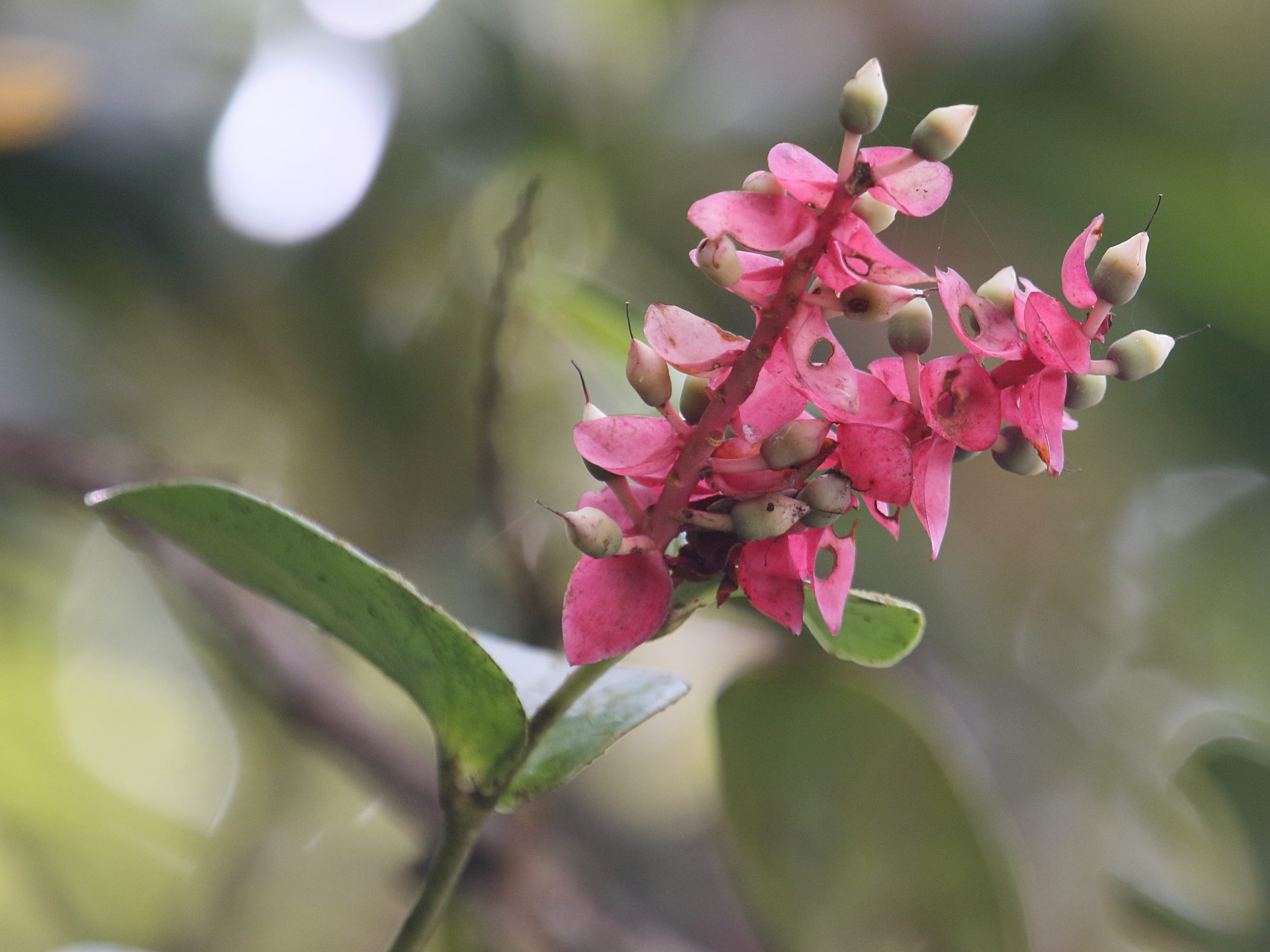 cavendishia_complectens2bd