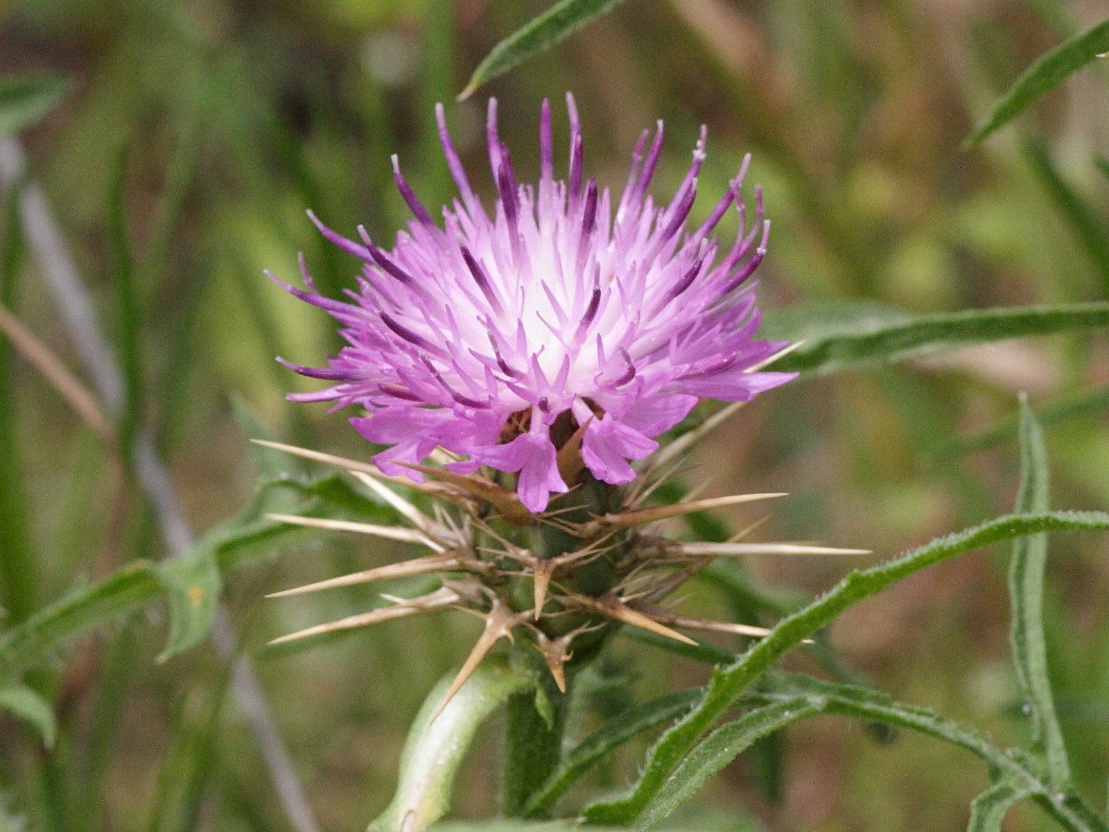 centaurea_calcitrapa3md