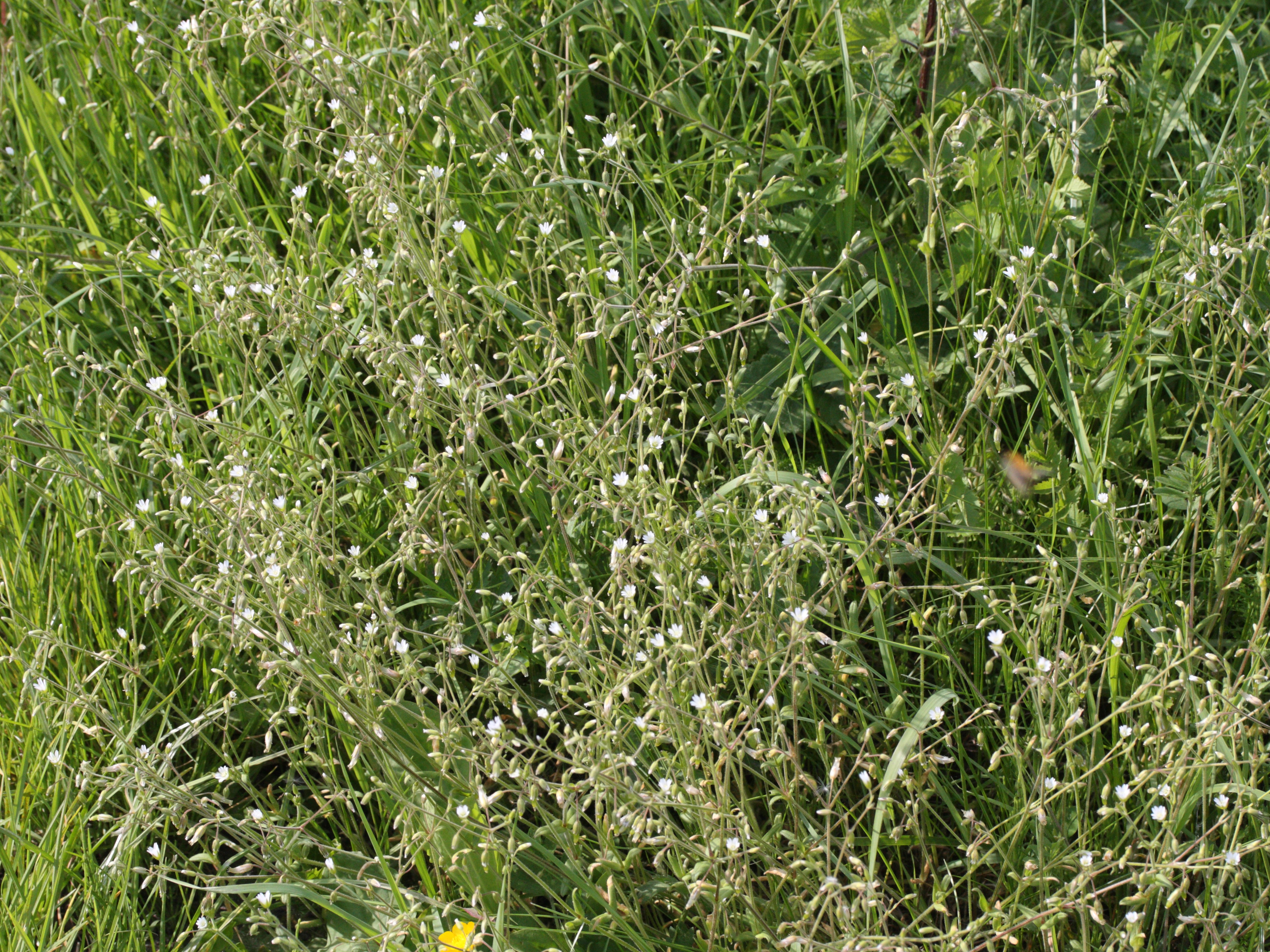 Afficher le média cerastium_fontanum1md cerastium_fontanum1md