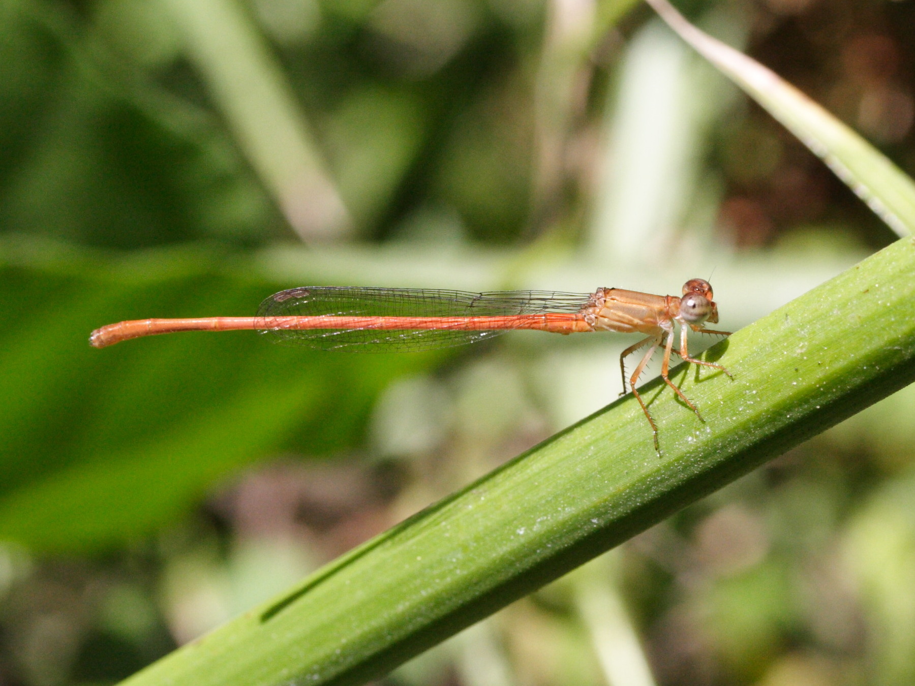 ceriagrion_glabrum2md