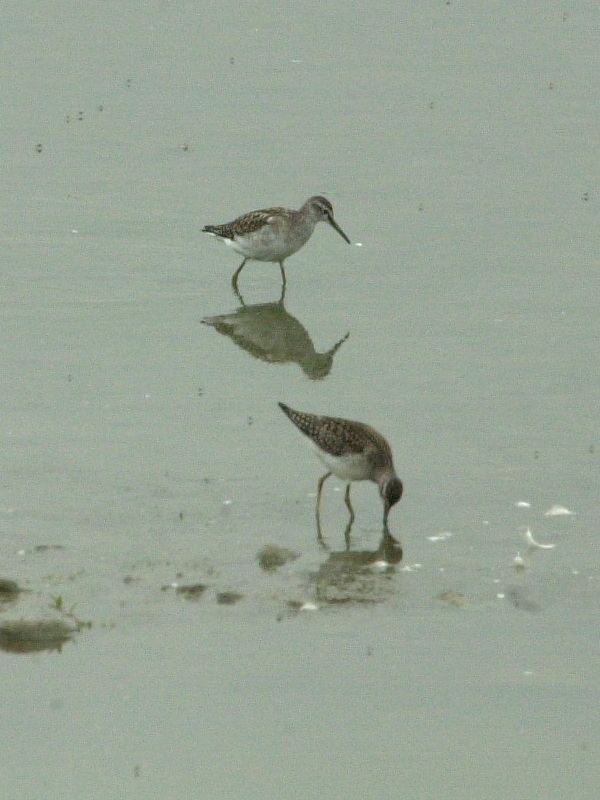 chevalier_sylvain_-_tringa_glareola2md