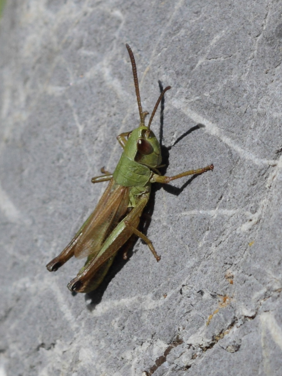 chorthippus_parallelus2bd