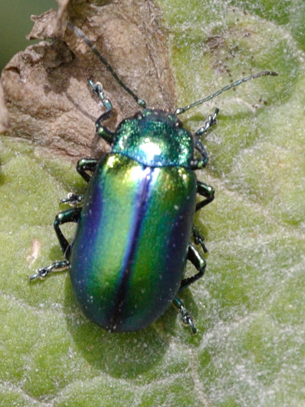 chrysolina_graminis2bd