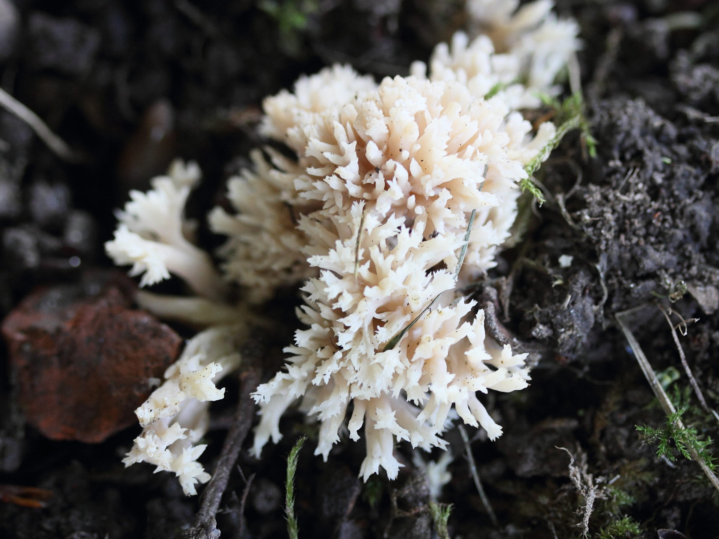 clavulina_cristata5md