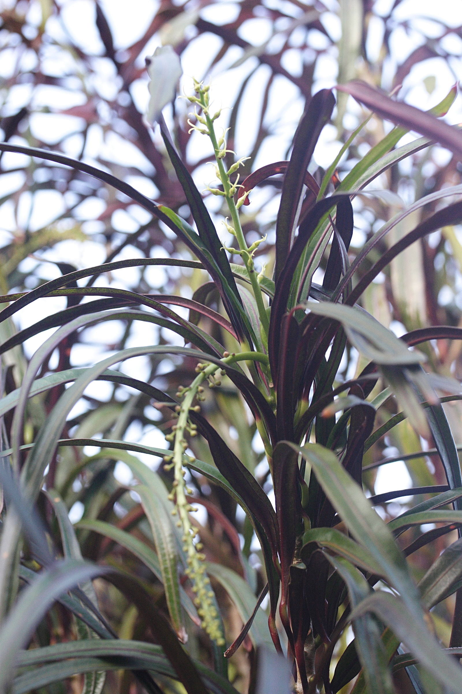 codiaeum_variegatum8md