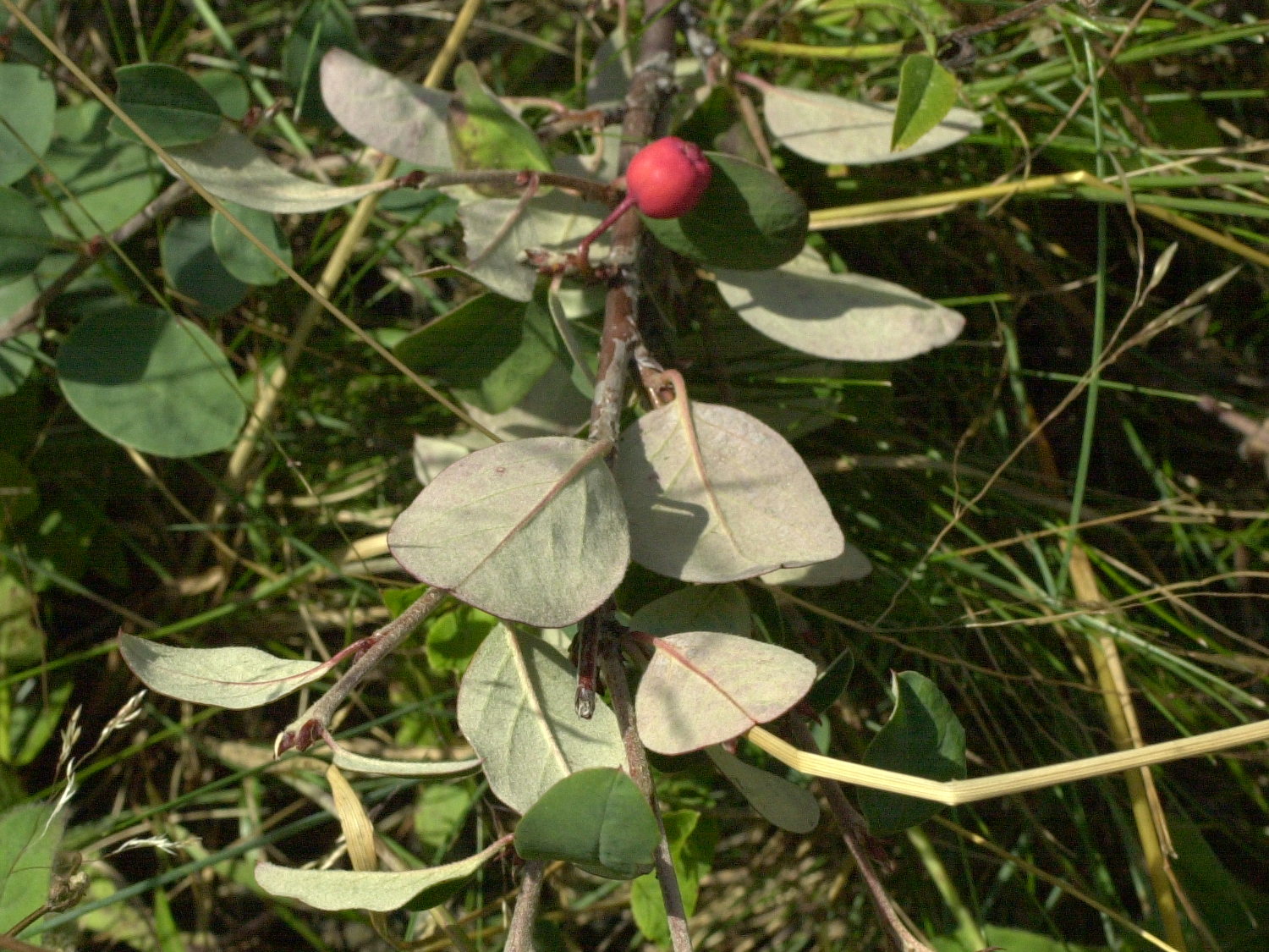 cotoneaster_integerrimus3md