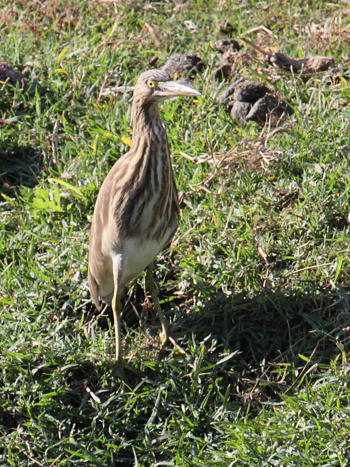 crabrier_de_gray_-_ardeola_grayi2bd