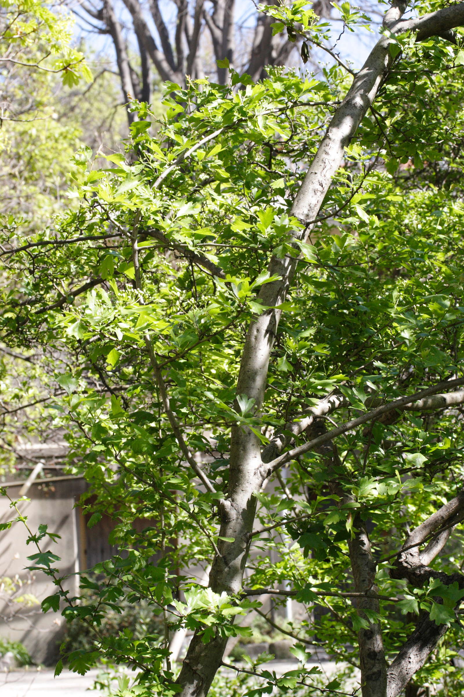 crataegus_azarolus1md