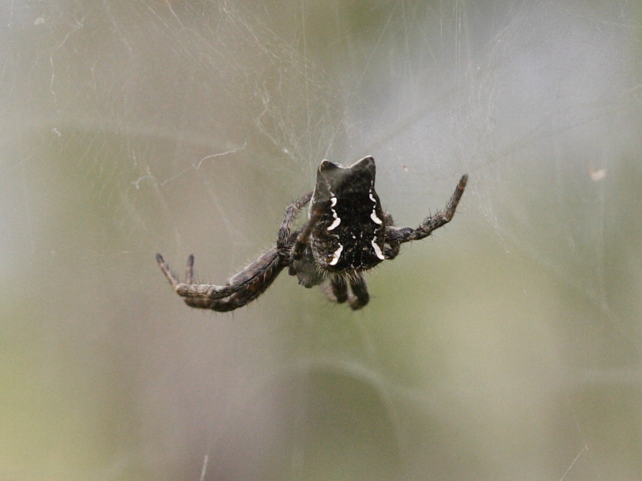 cyrtophora_citricola1bd