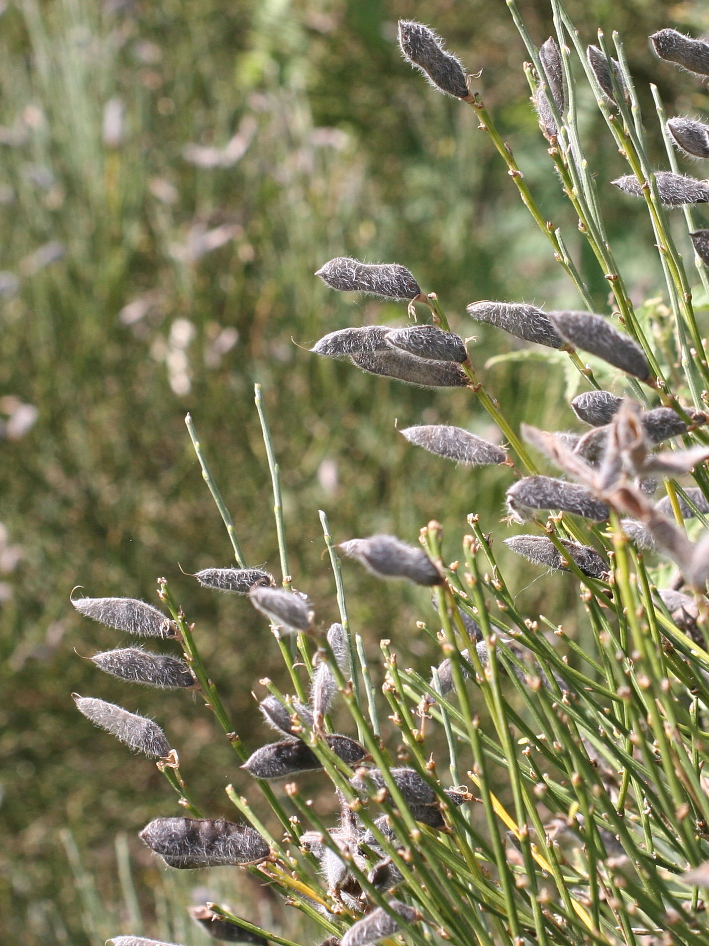 cytisus_oromediterraneus4md