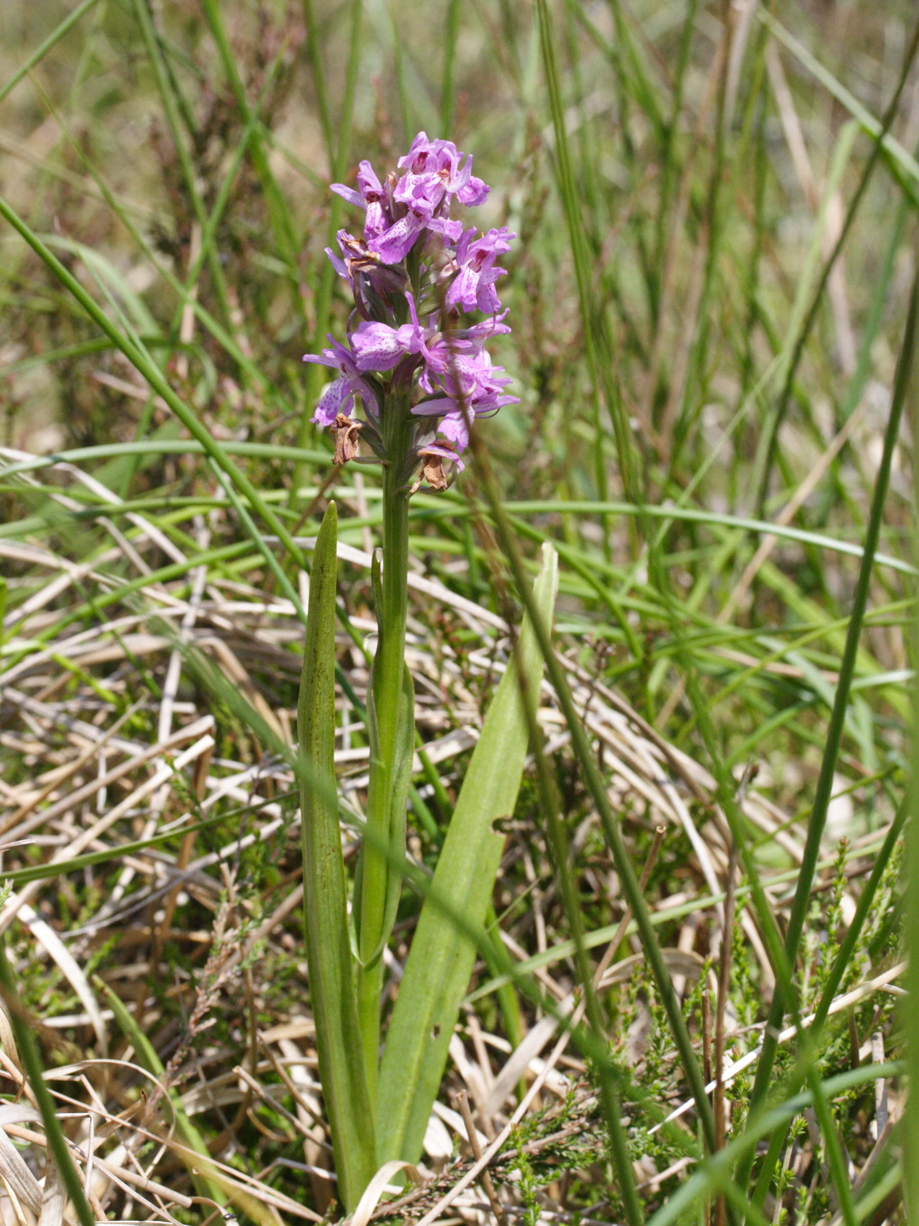 dactylorhiza_sphagnicola1md