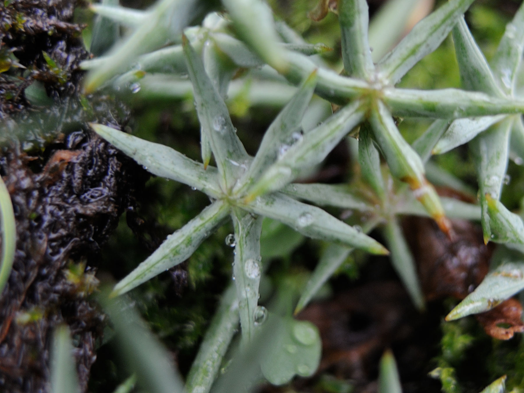 damasonium_alisma3md