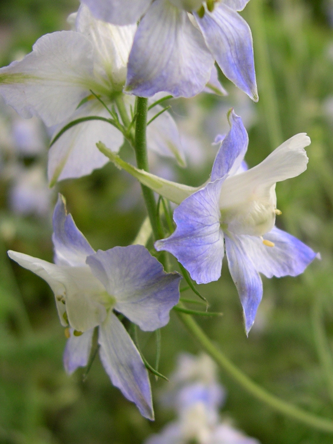 Delphinium_ajacis