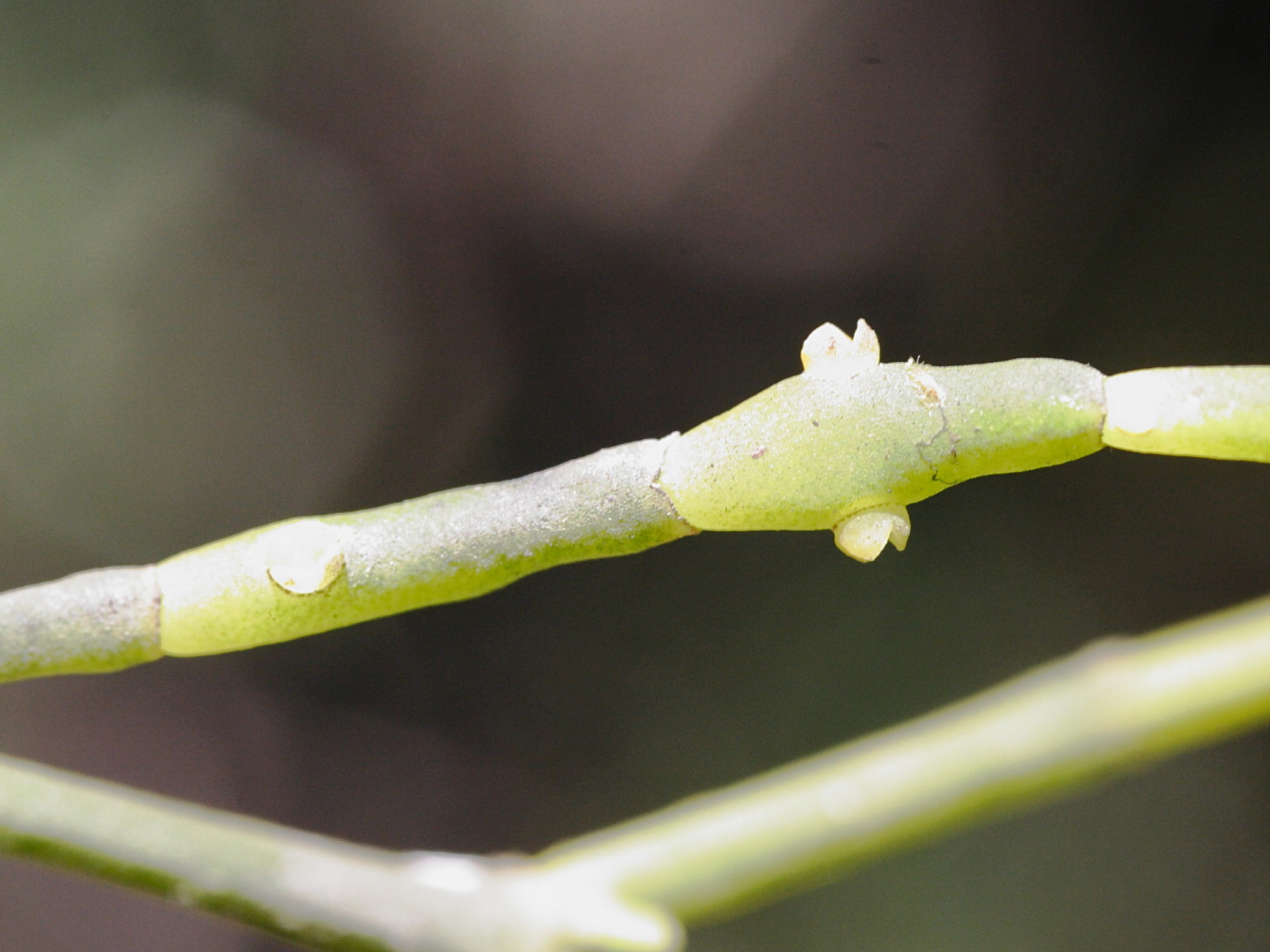 dendrophtora_macrostachya2md