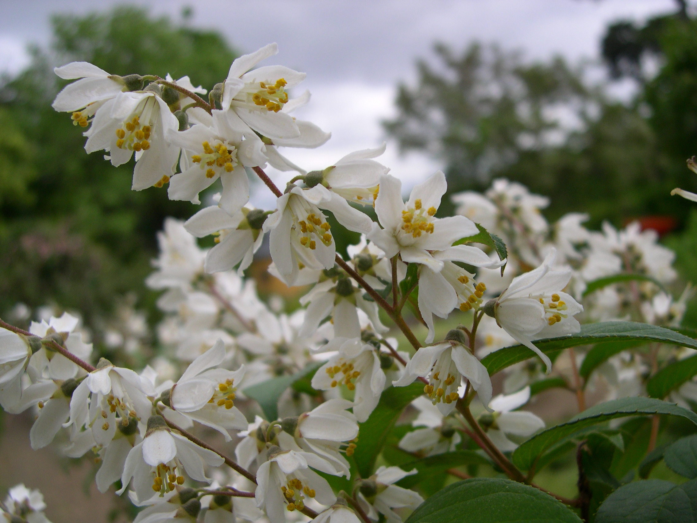 deutzia_scabra2md