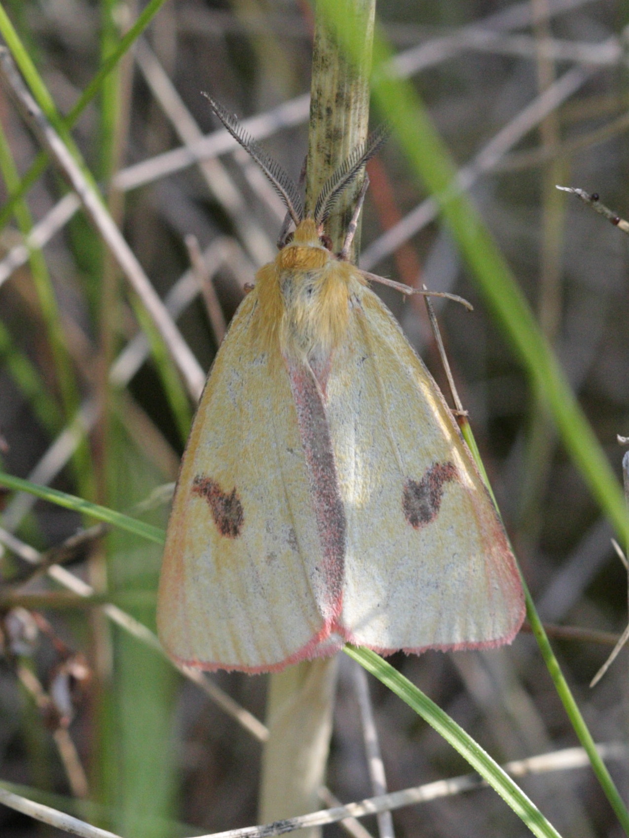 Afficher le média diacrisia_sannio3bd diacrisia_sannio3bd