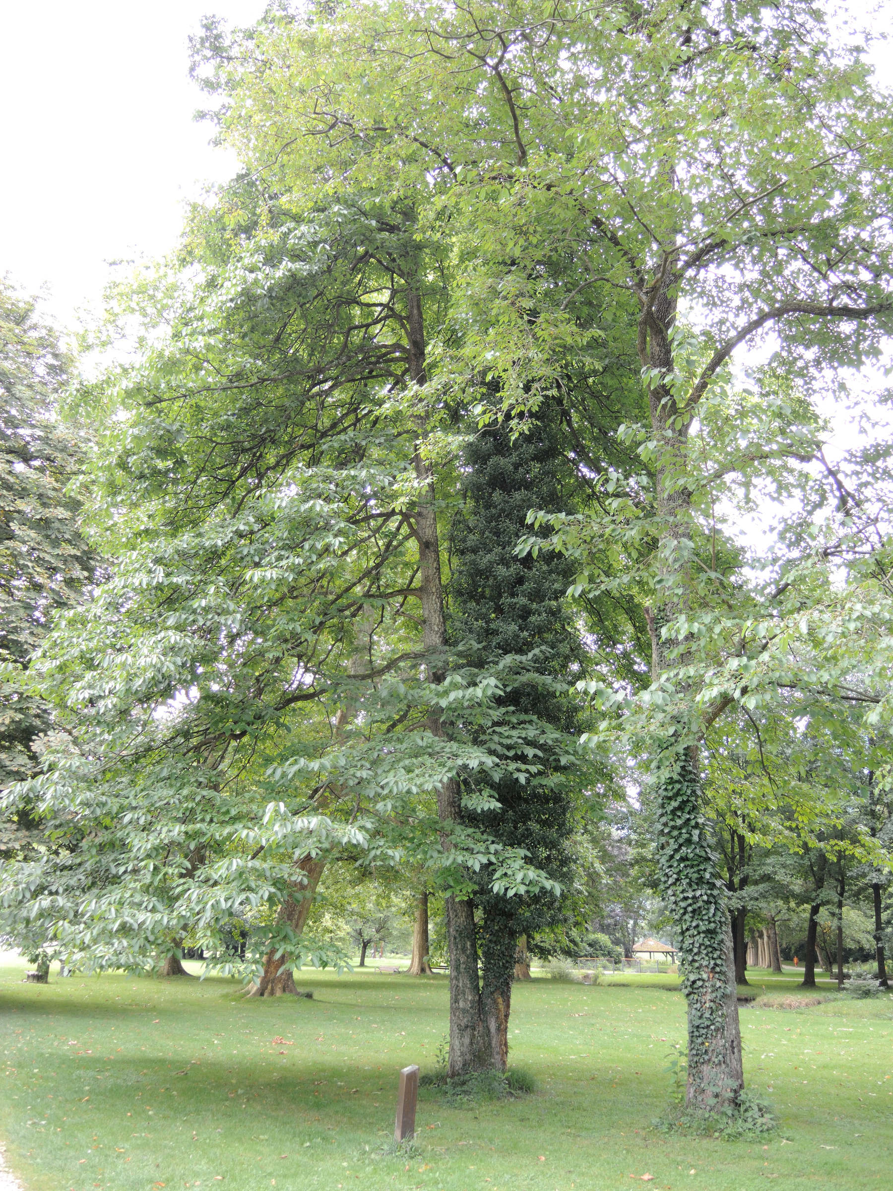 Afficher le média diospyros_virginiana3md diospyros_virginiana3md