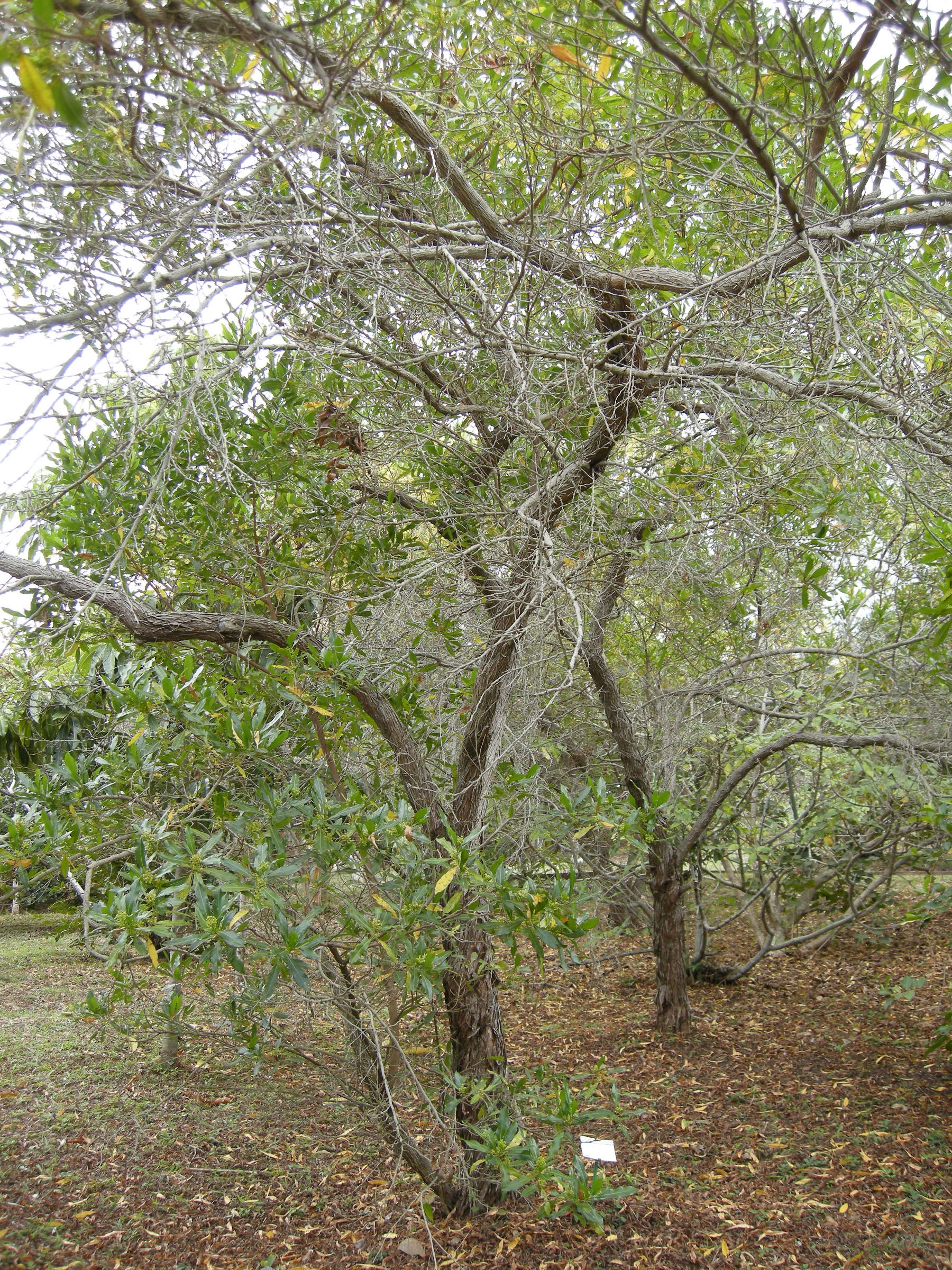 Afficher le média dodonaea_viscosa1md dodonaea_viscosa1md