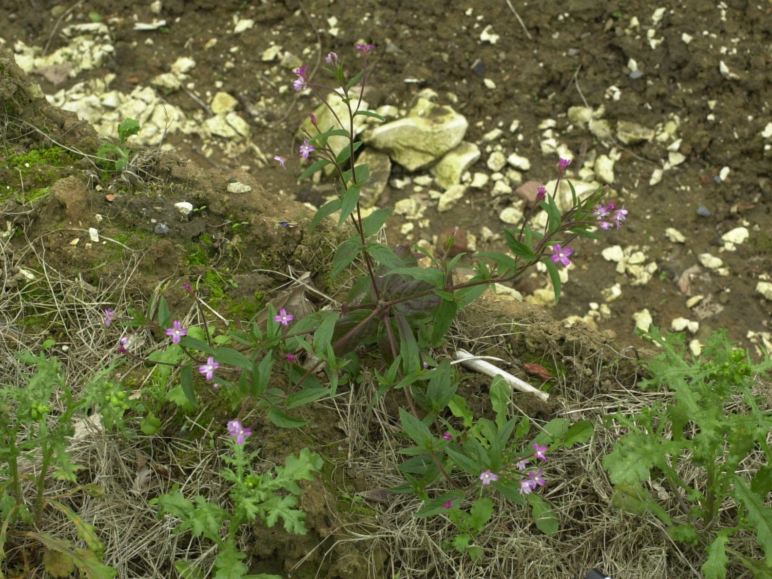 Afficher le média epilobium_parviflorum2md epilobium_parviflorum2md